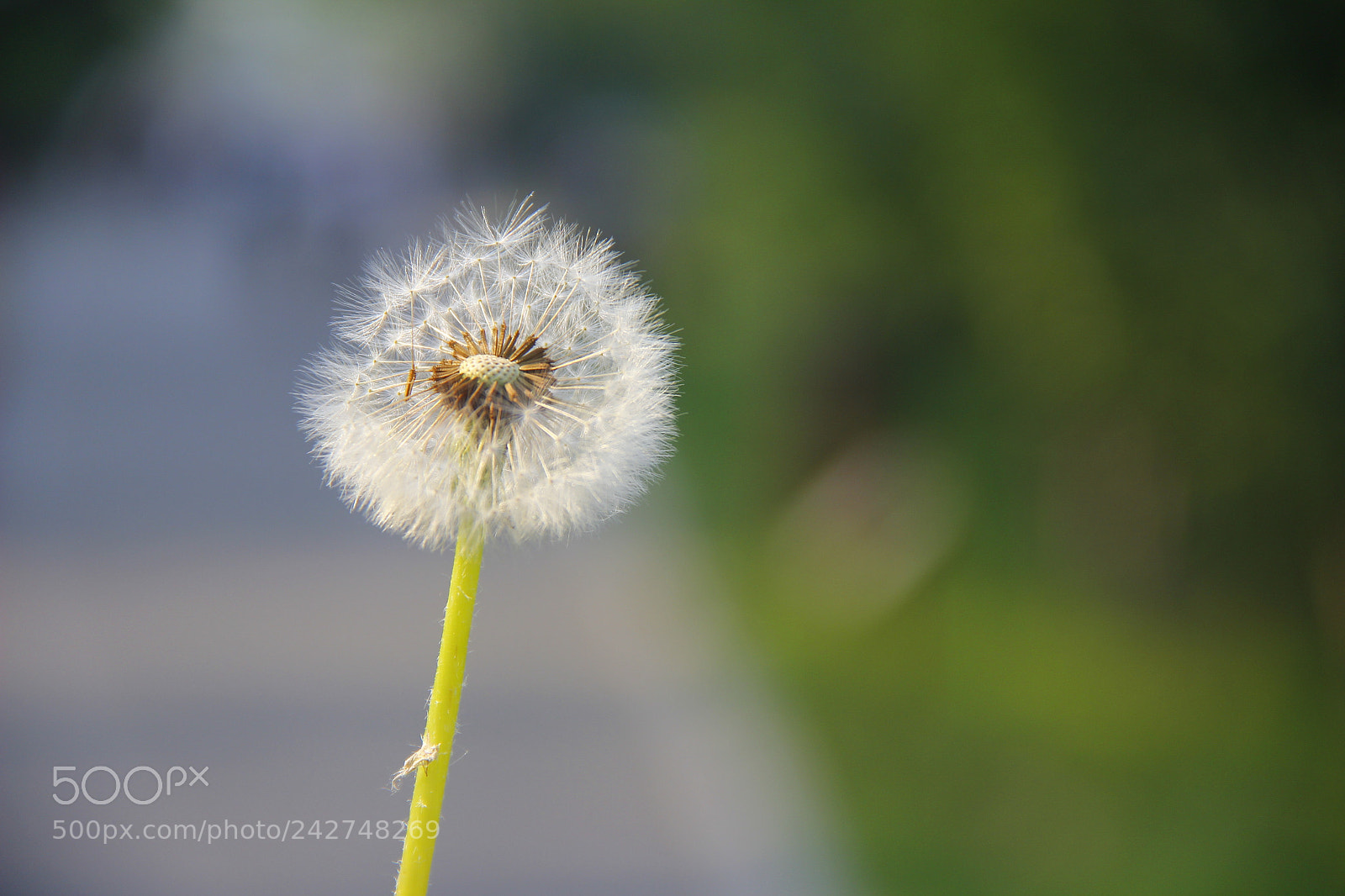 Canon EF-S 18-135mm F3.5-5.6 IS sample photo. Mg photography