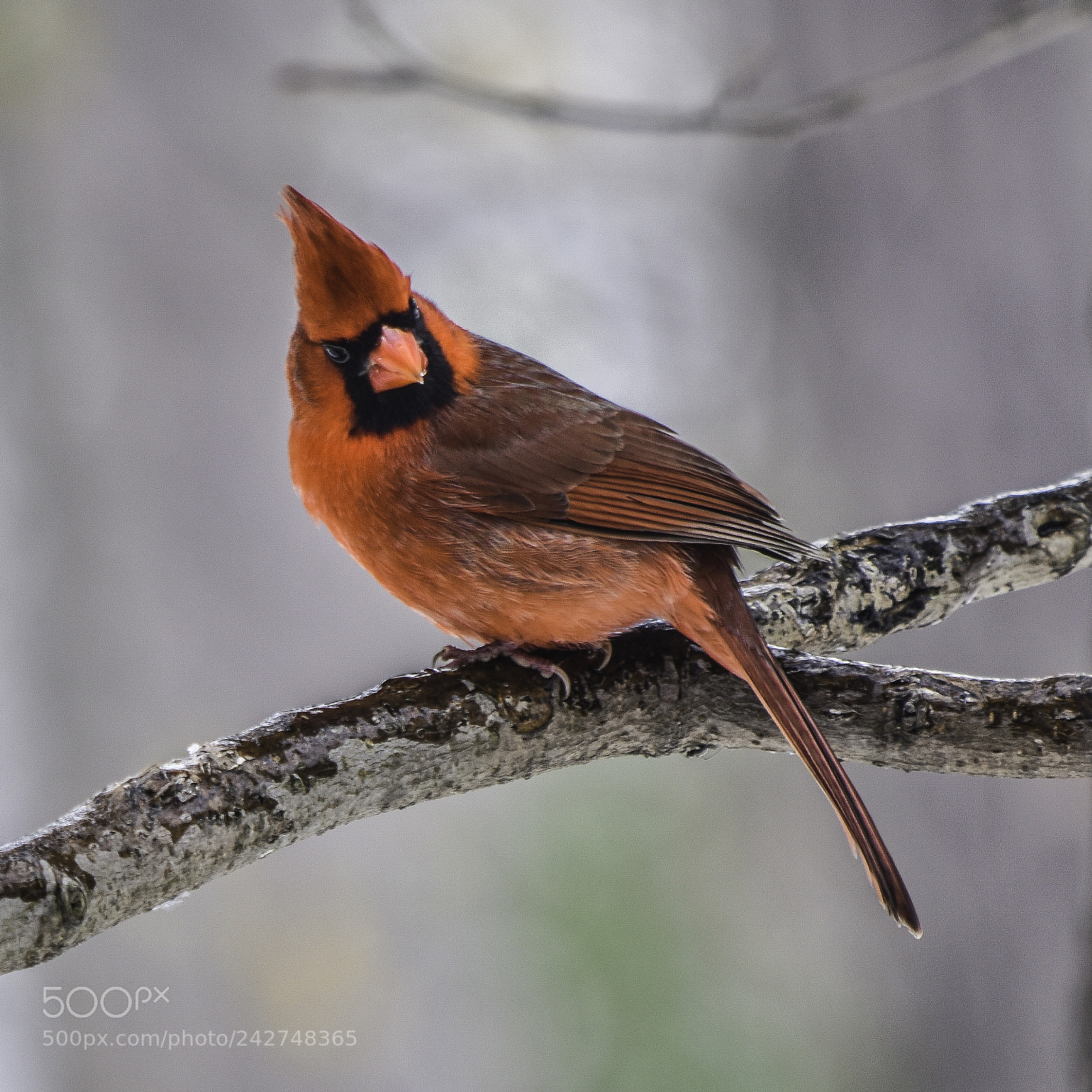 Nikon D5500 sample photo. Red cardinal photography