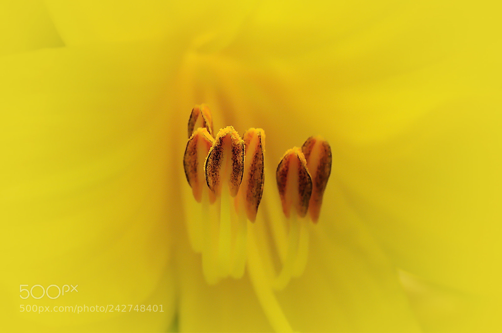 Nikon D5000 sample photo. Yellow photography