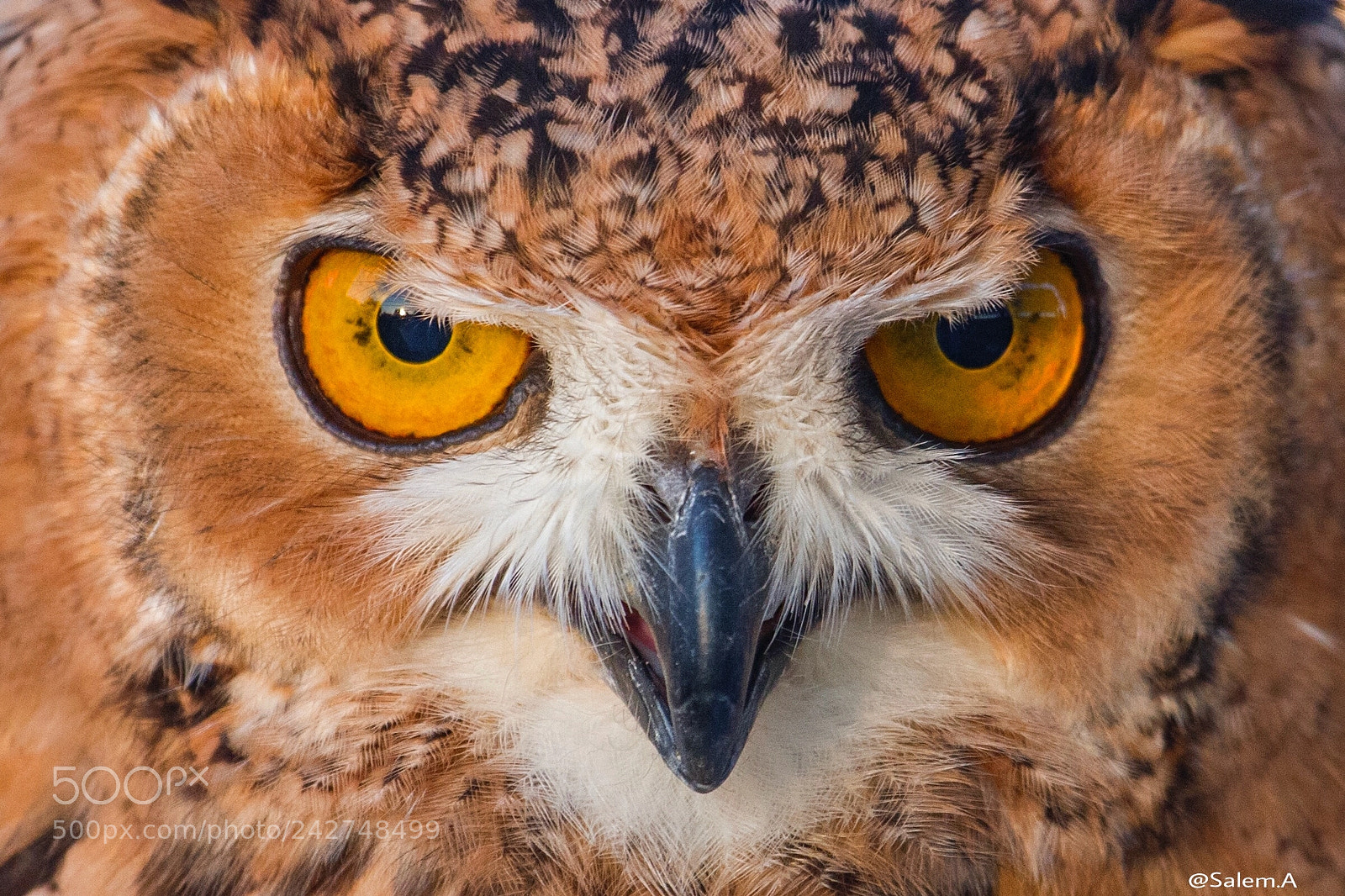Canon EOS-1D X sample photo. Short eared owl in photography