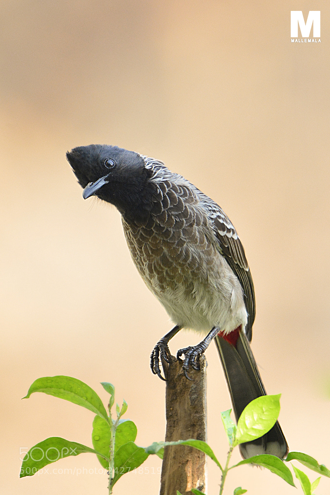 Nikon D7100 sample photo. Red-vented bulbul photography