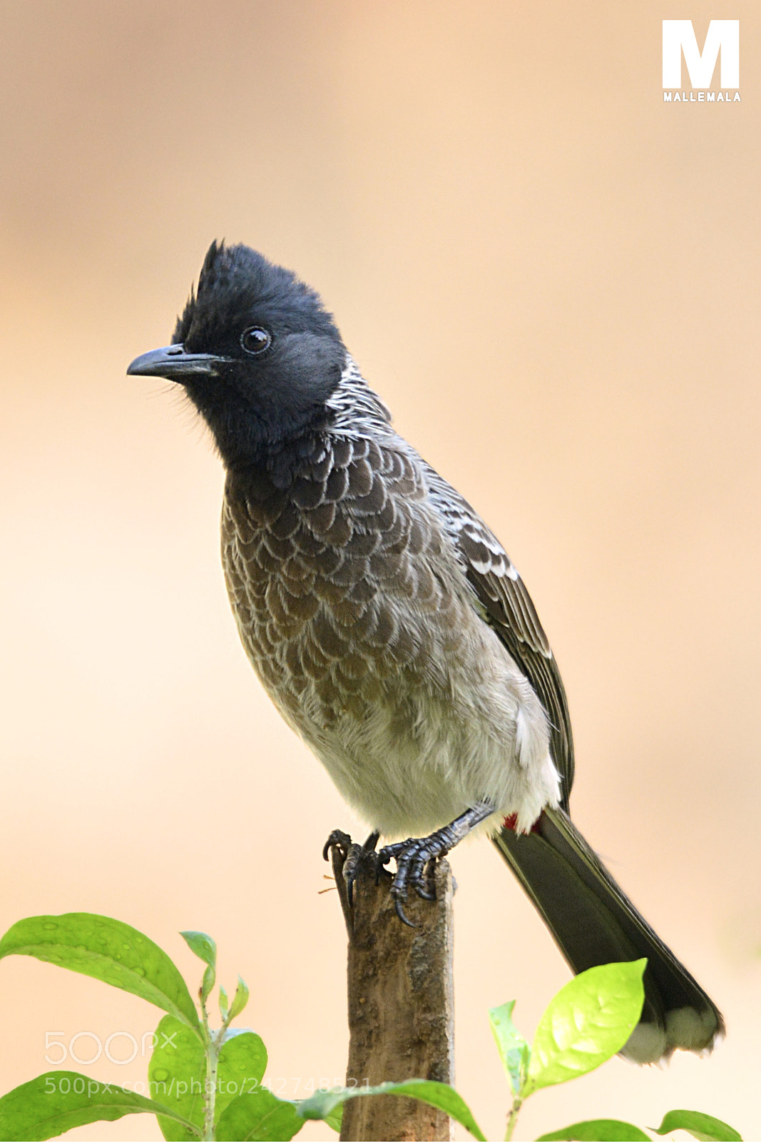 Nikon D7100 sample photo. Red-vented bulbul photography