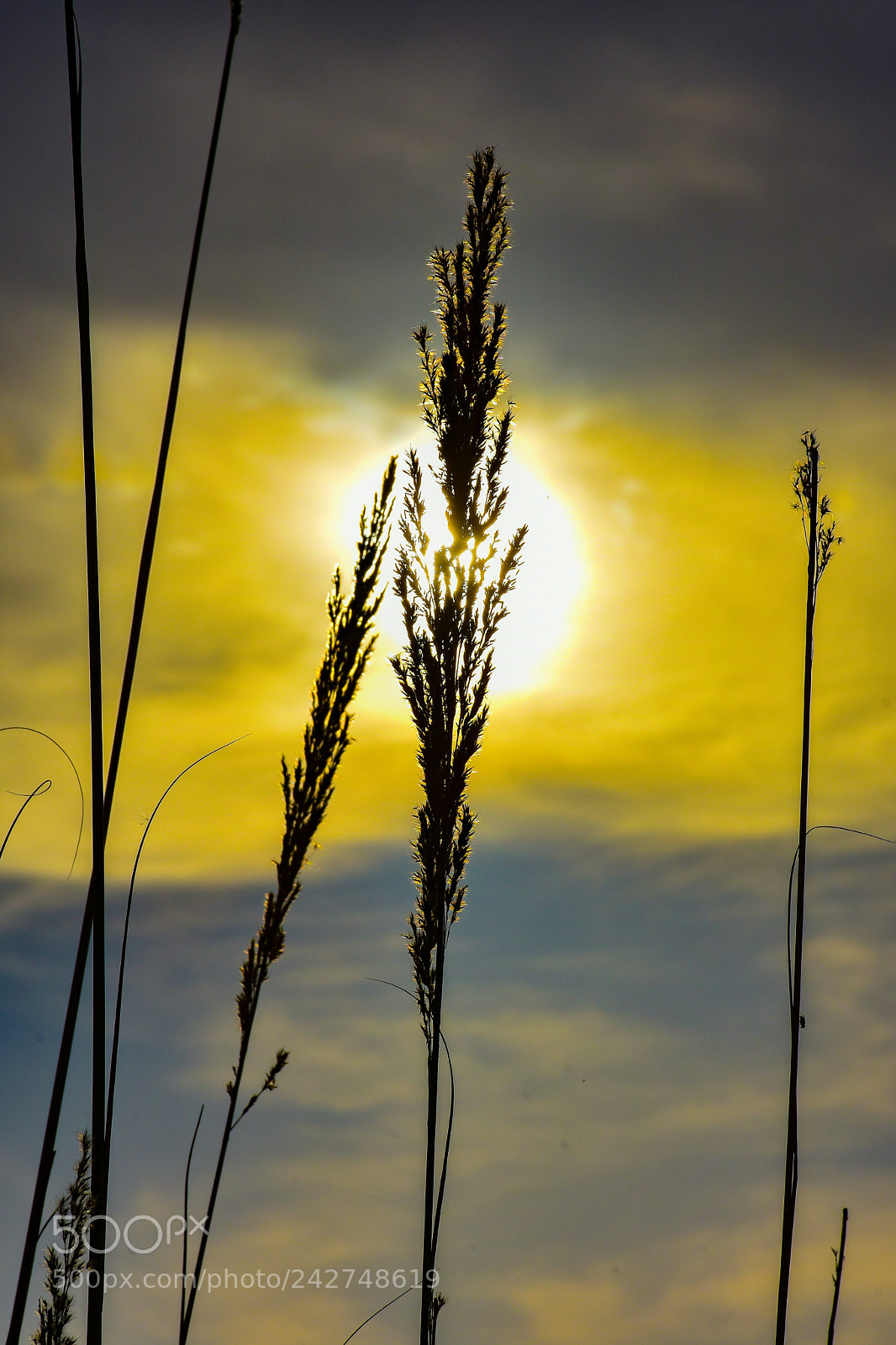 Nikon D7200 sample photo. Untitled photography