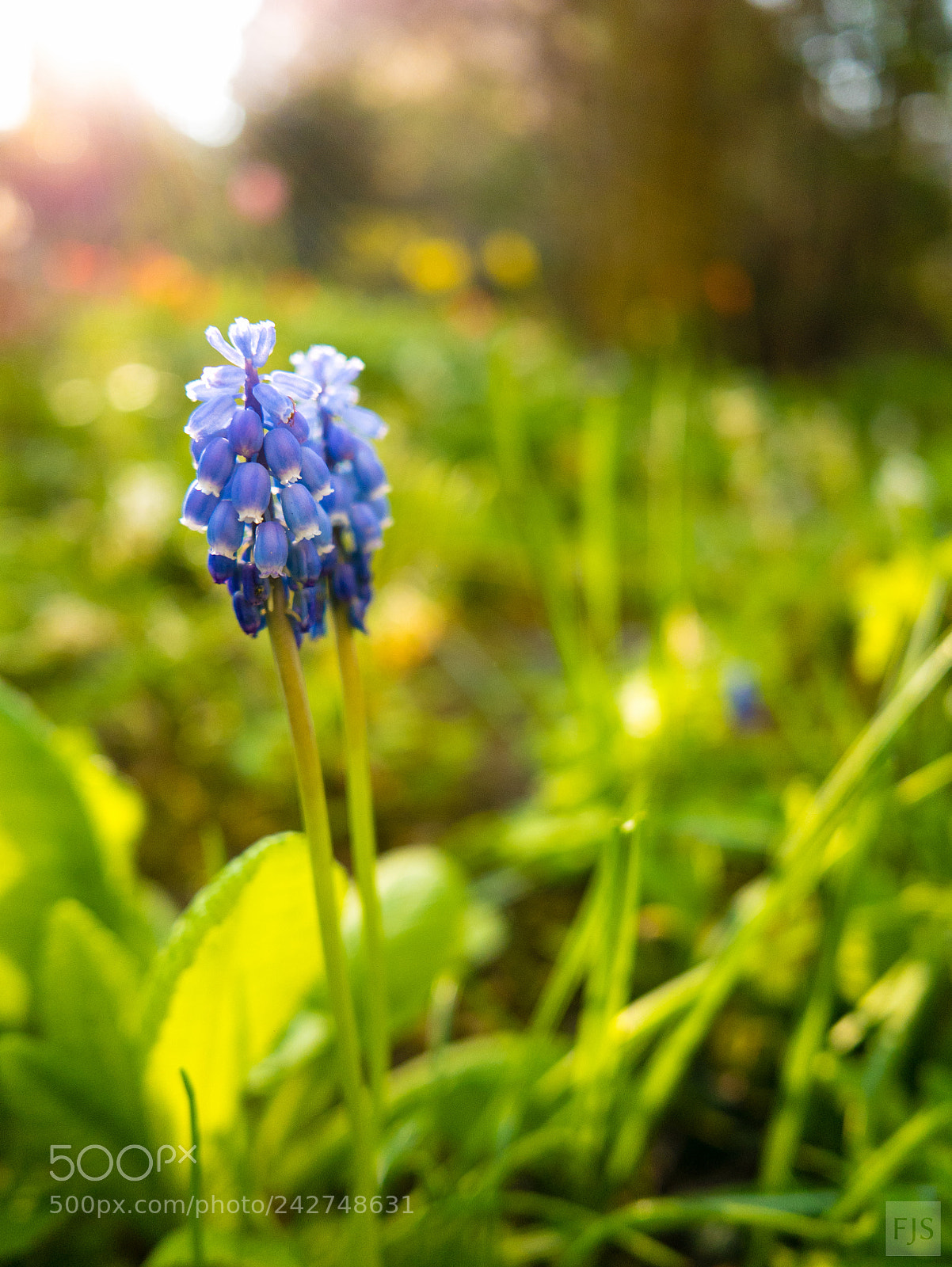 Panasonic Lumix DMC-LX100 sample photo. Muscari photography