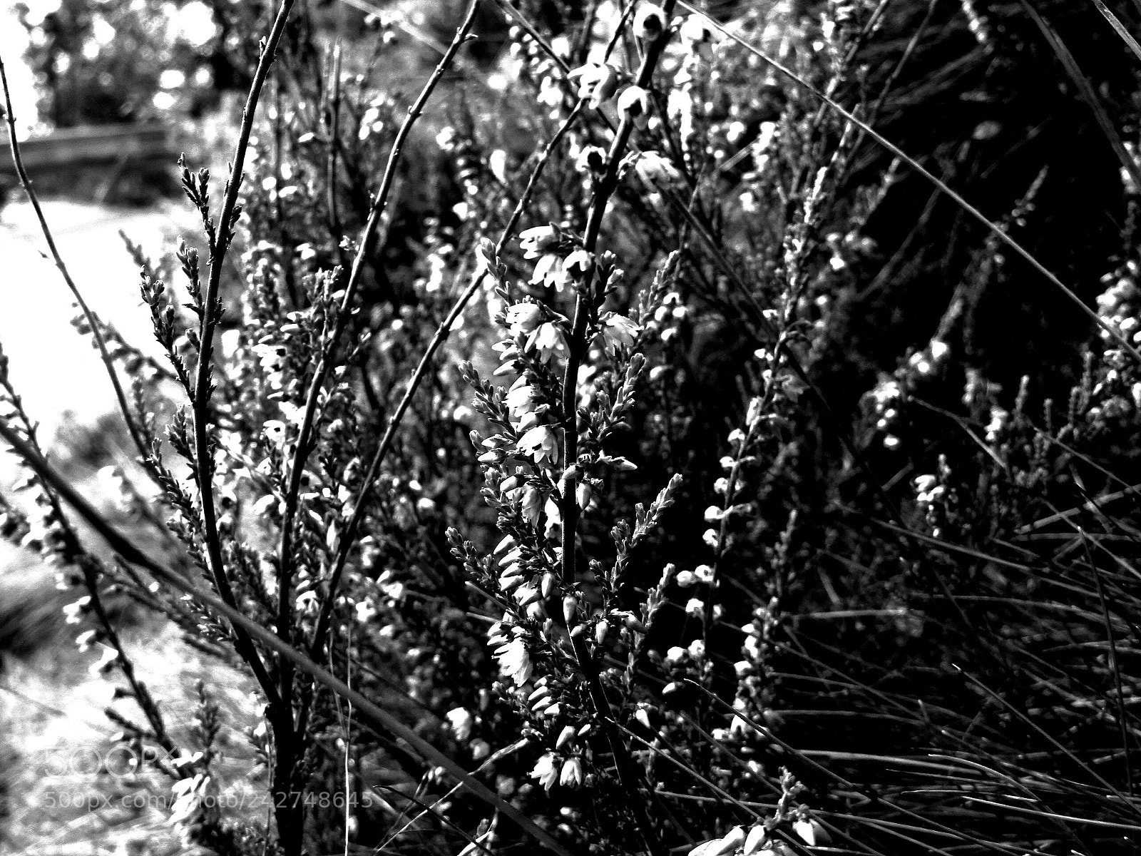 Canon POWERSHOT SX430 IS sample photo. Heather photography