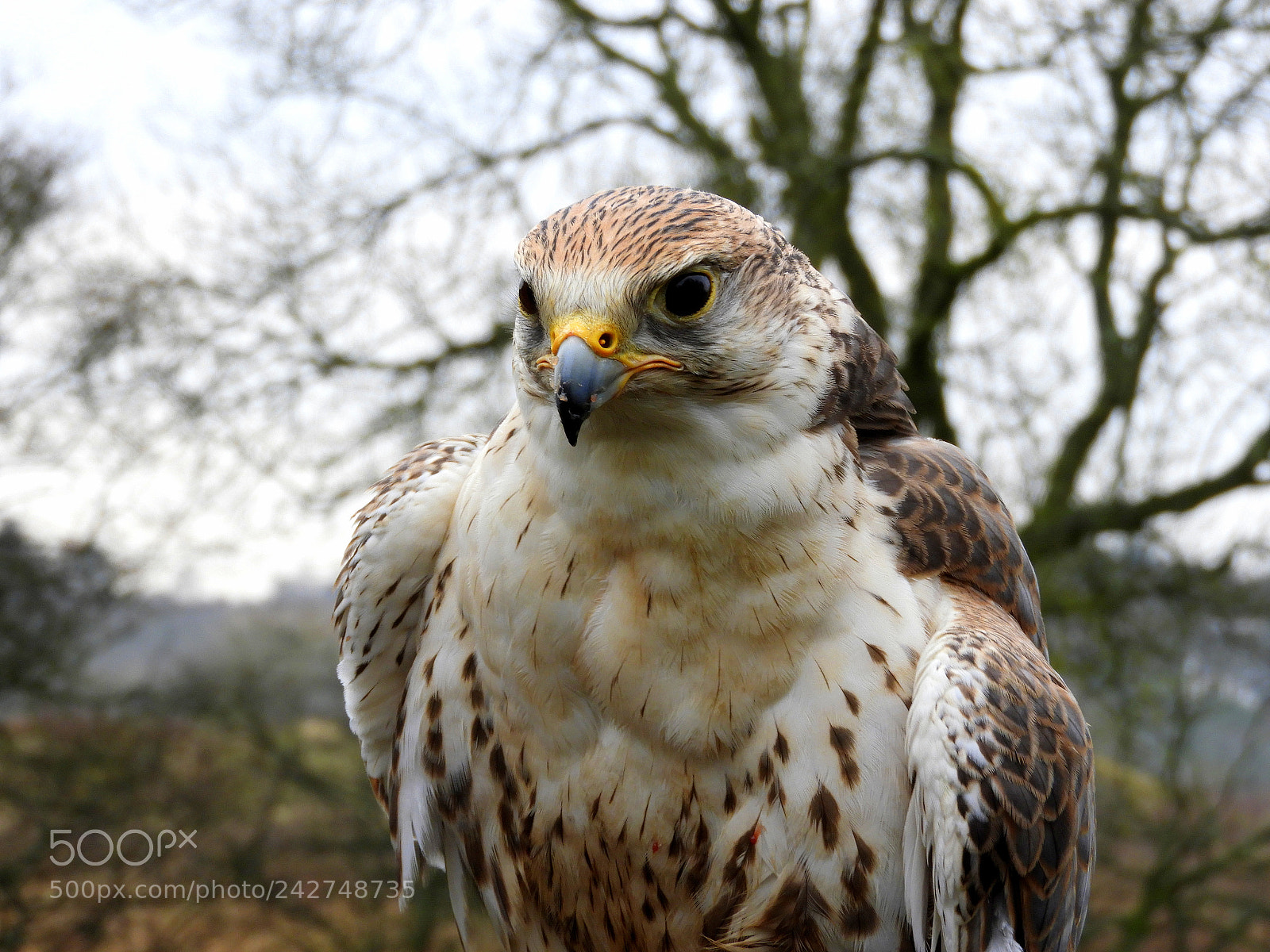 Nikon Coolpix B700 sample photo. An incredible saker falcon photography