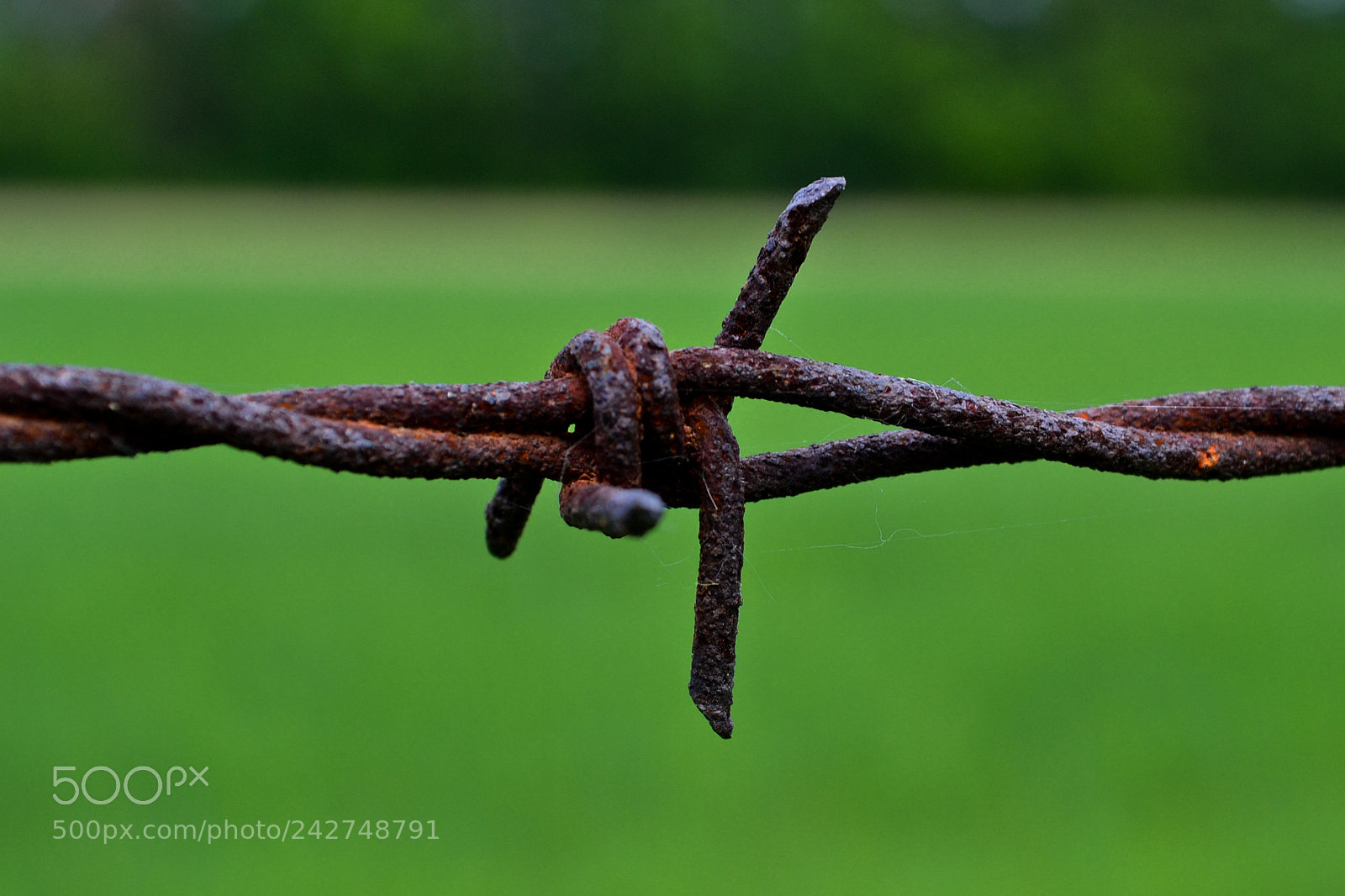 Nikon D3100 sample photo. Wire photography