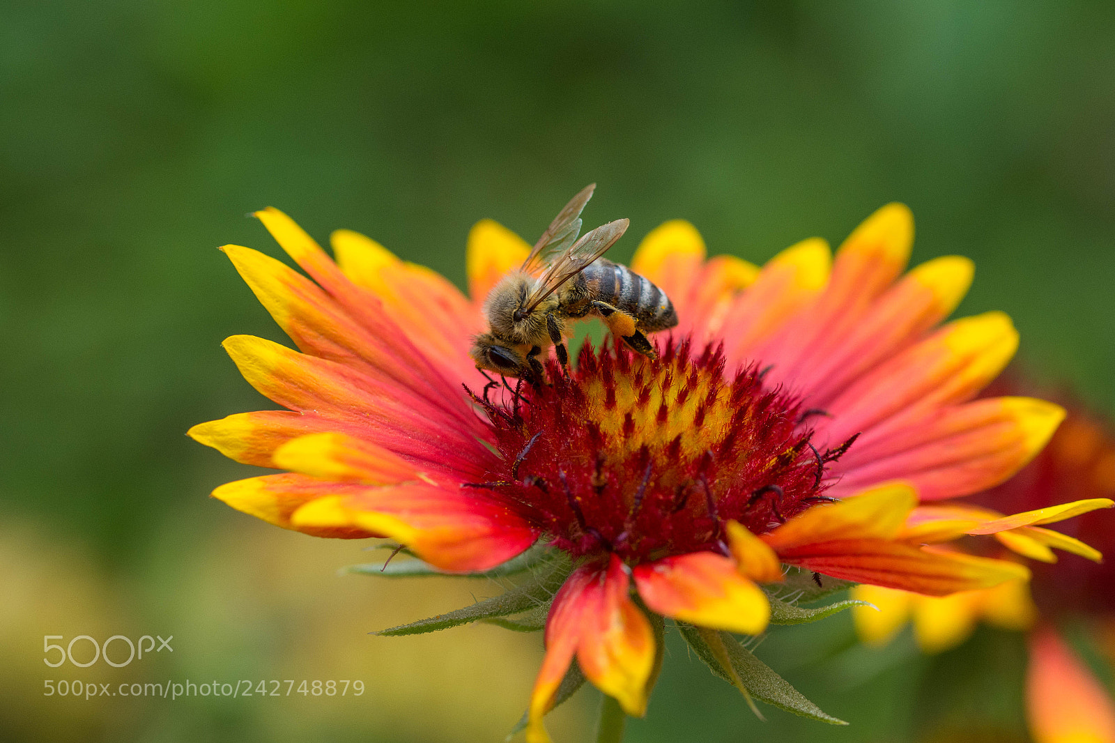 Nikon D7200 sample photo. Bee ? photography