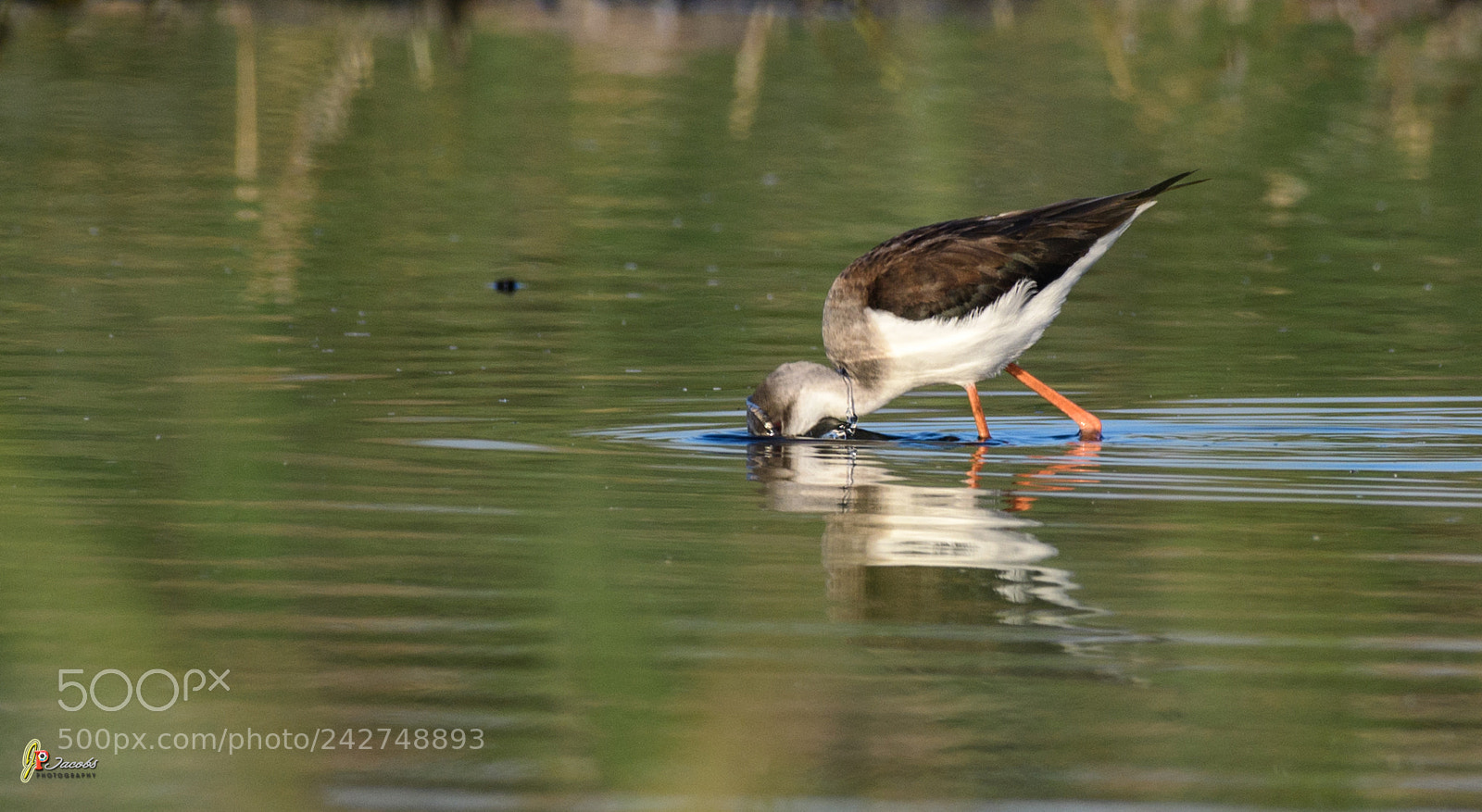 Nikon D500 sample photo. Black winged stilt photography