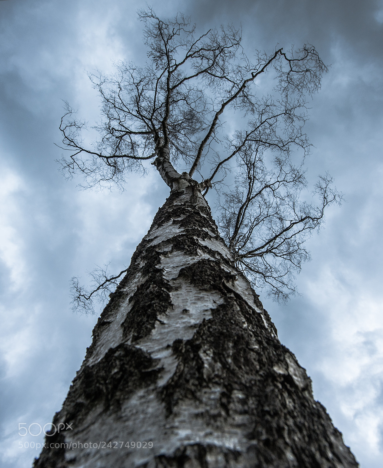 Nikon D700 sample photo. Birch photography