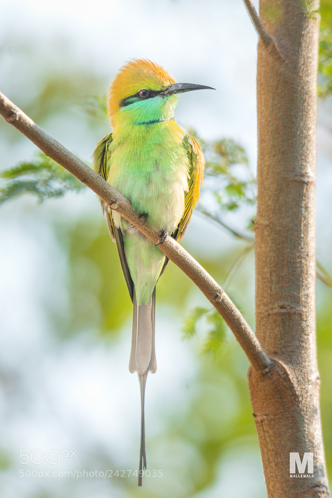 Nikon D7100 sample photo. Kingfisher photography