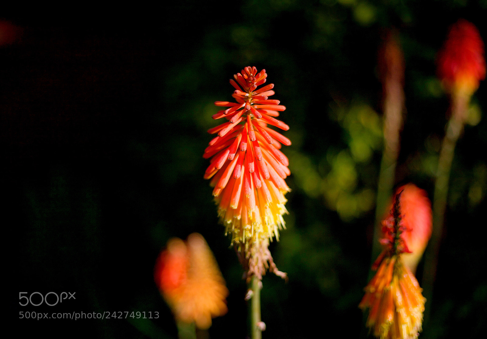 Canon EOS 5D sample photo. Untitled photography