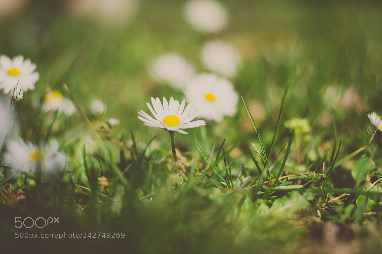 Nikon D3100 sample photo. Flowers photography