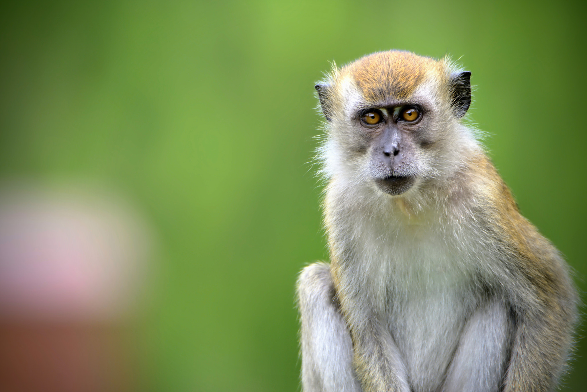 Nikon D7200 sample photo. Macaque portrait photography