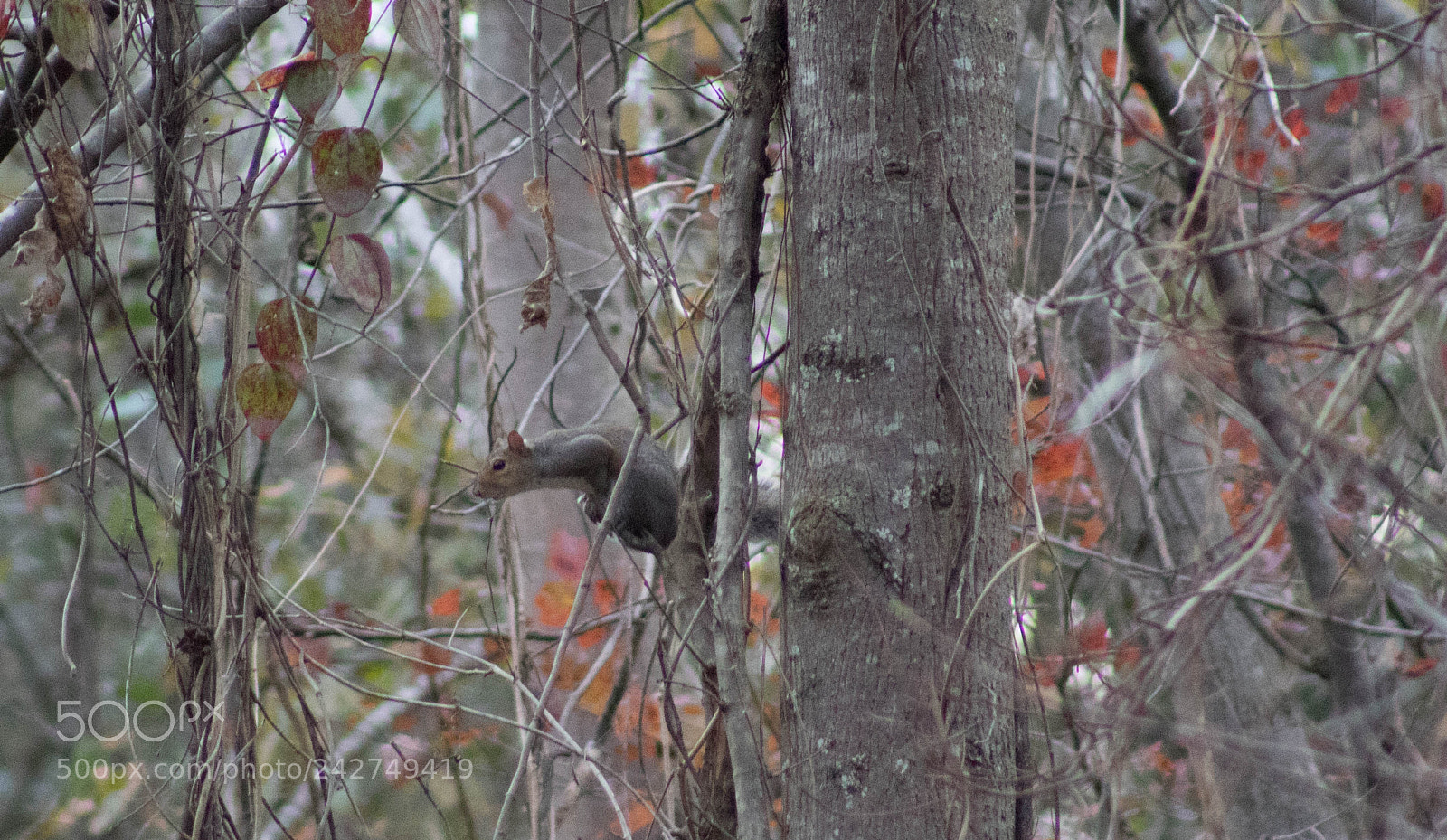 Canon EOS 1300D (EOS Rebel T6 / EOS Kiss X80) sample photo. Eastern grey squirrel photography