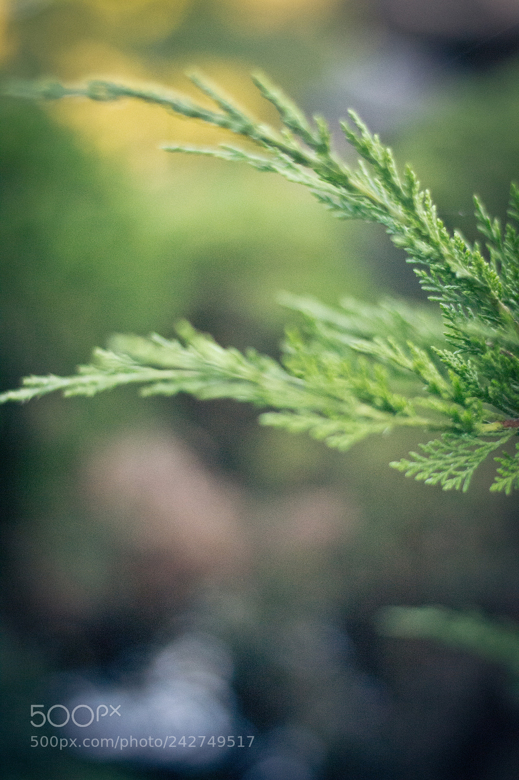 Nikon D3100 sample photo. Fir tree photography