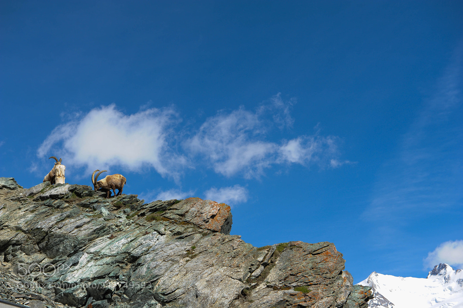 Nikon D700 sample photo. Ibex photography