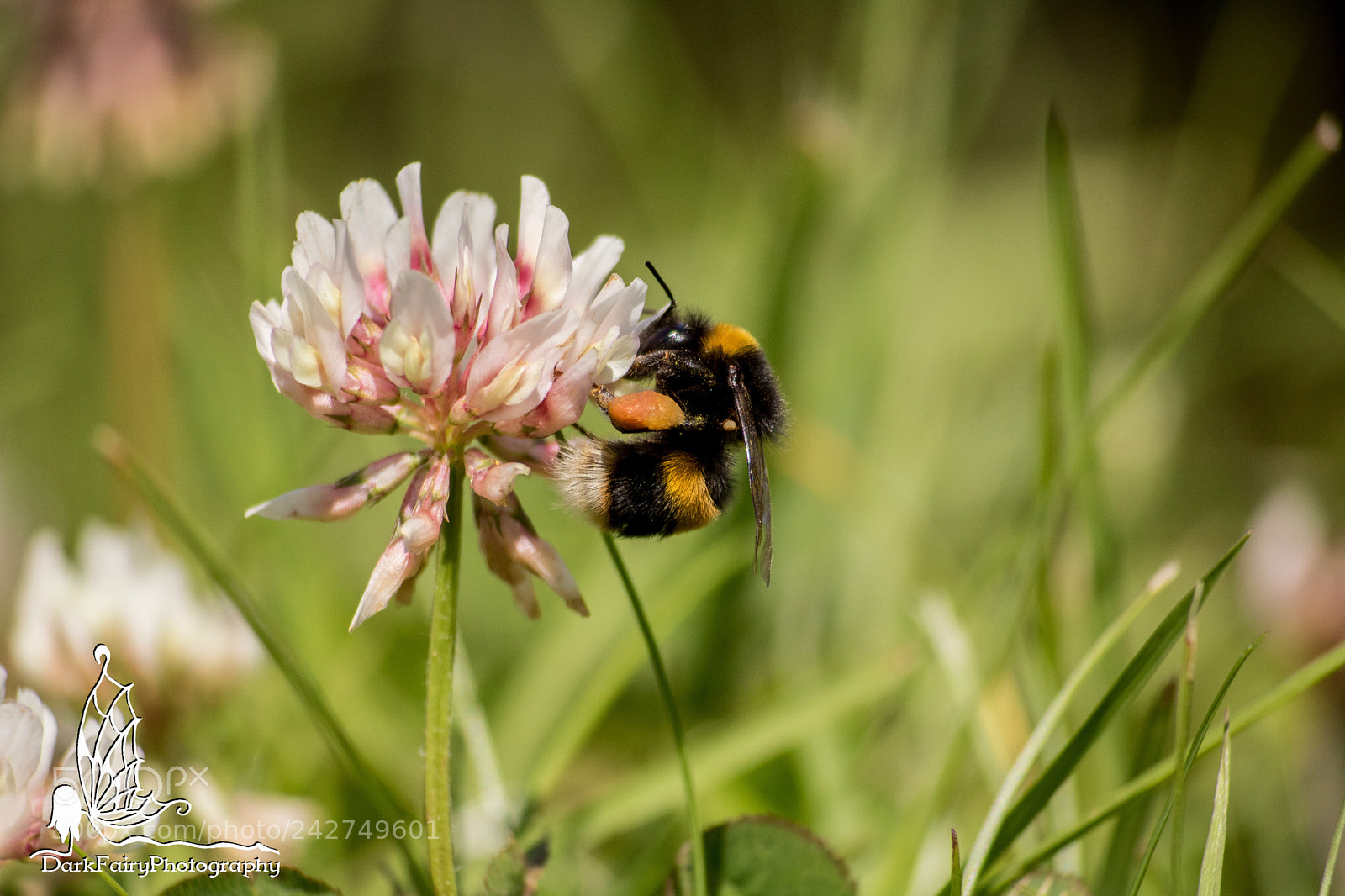 Canon EOS 750D (EOS Rebel T6i / EOS Kiss X8i) sample photo. Busy bee photography
