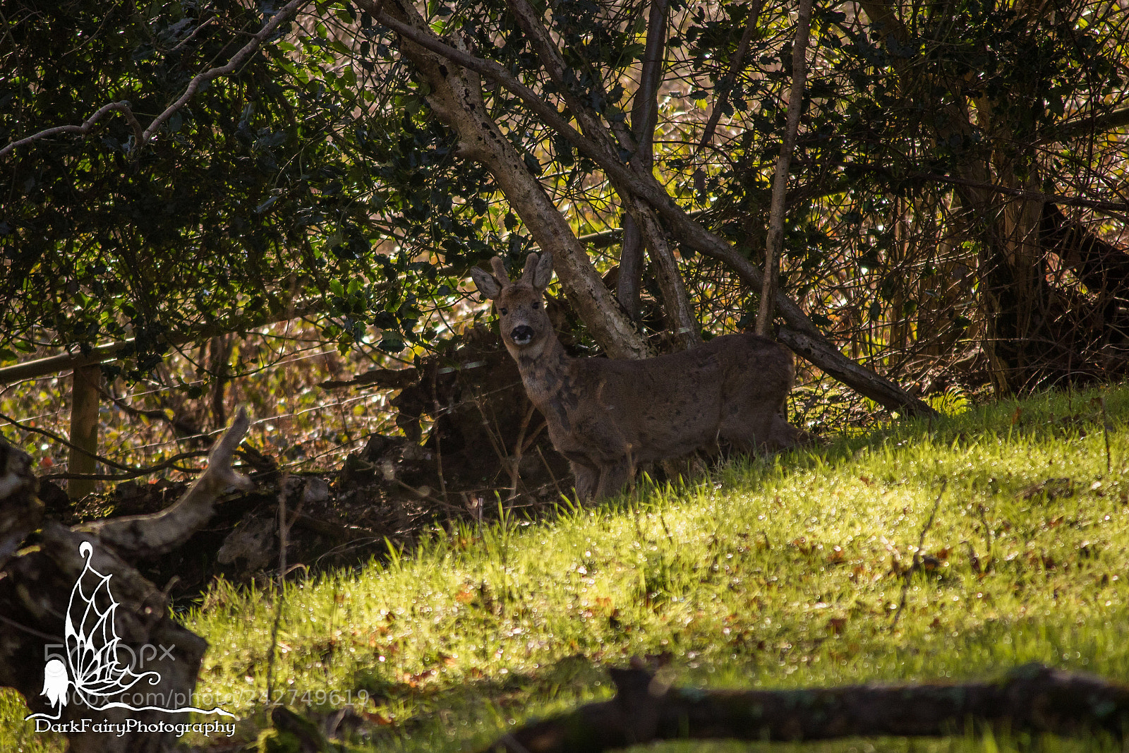 Canon EOS 750D (EOS Rebel T6i / EOS Kiss X8i) sample photo. You spotted me photography