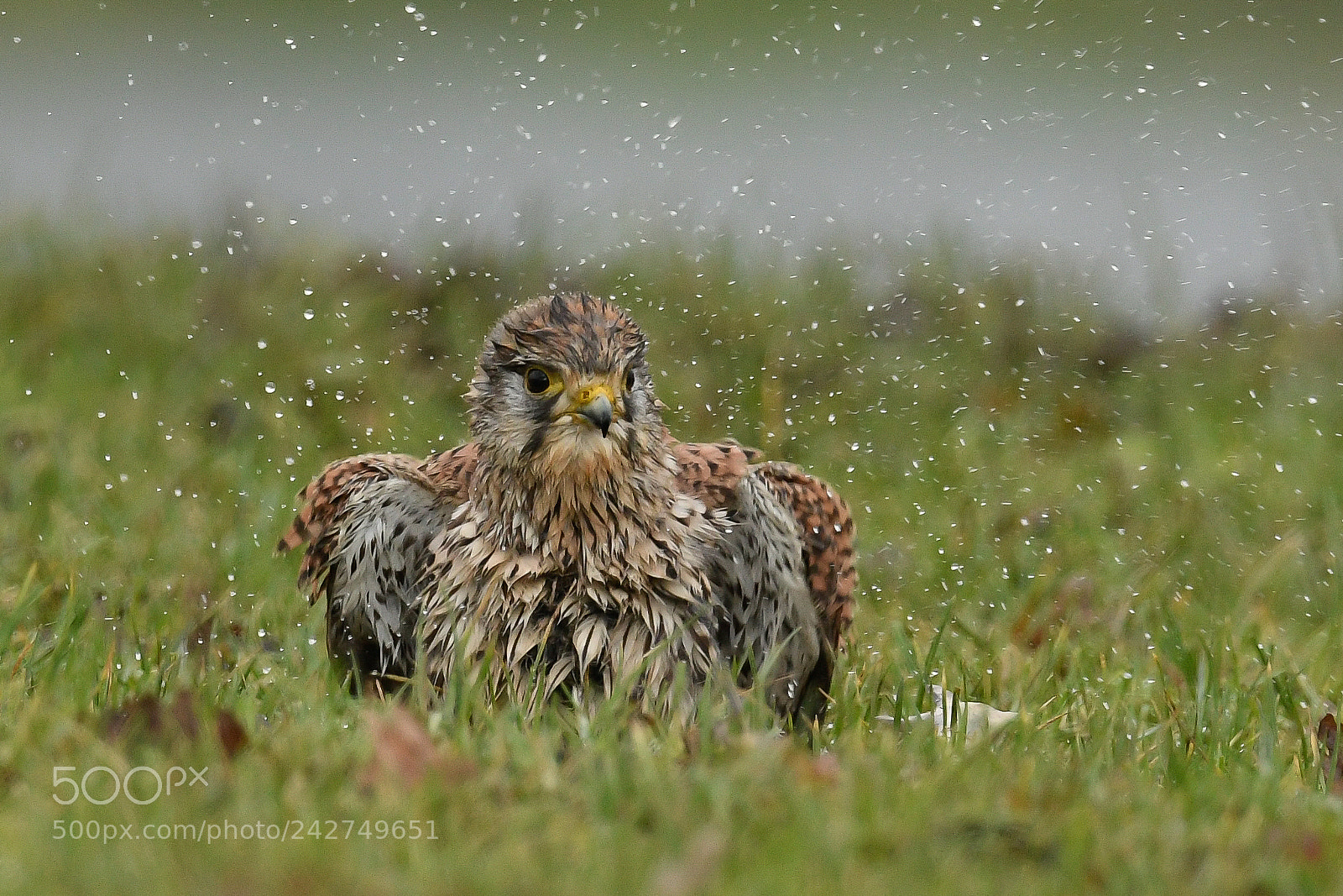 Nikon D500 sample photo. Kestrel taking a bath photography