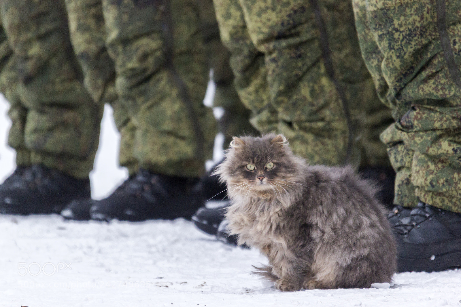 Canon EOS 550D (EOS Rebel T2i / EOS Kiss X4) sample photo. Fluffy commander photography