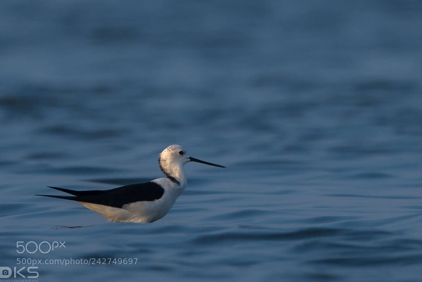 Nikon D610 sample photo. Black winged stilt photography