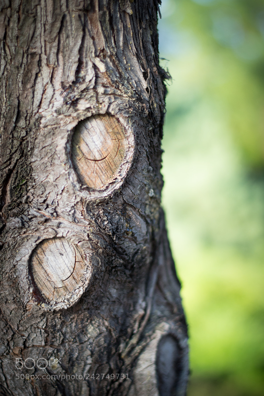 Nikon D3100 sample photo. Tree photography