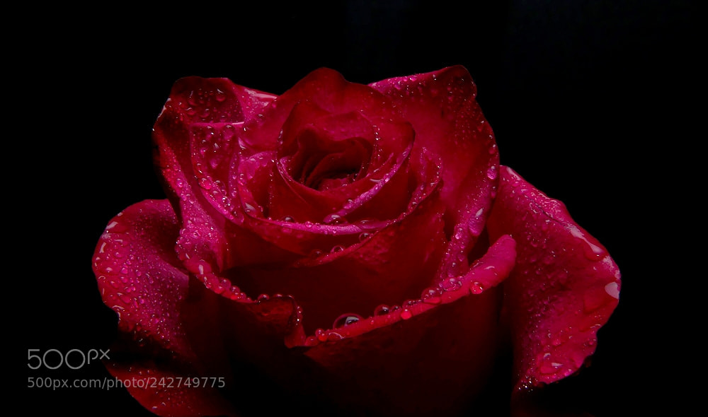 Panasonic Lumix DMC-FZ300 sample photo. Red rose (new reloaded) photography