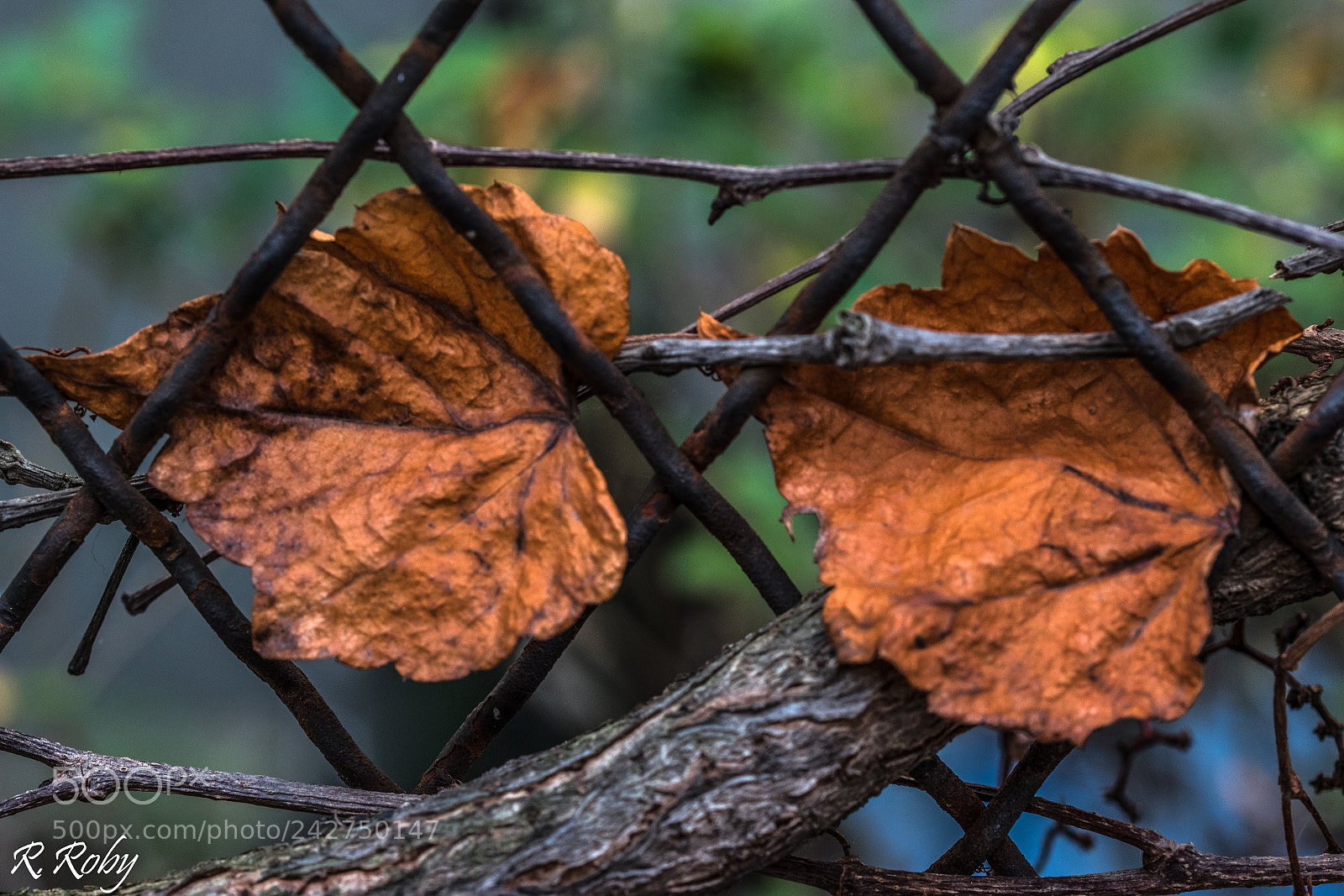 Nikon D5500 sample photo. Balade nature photography