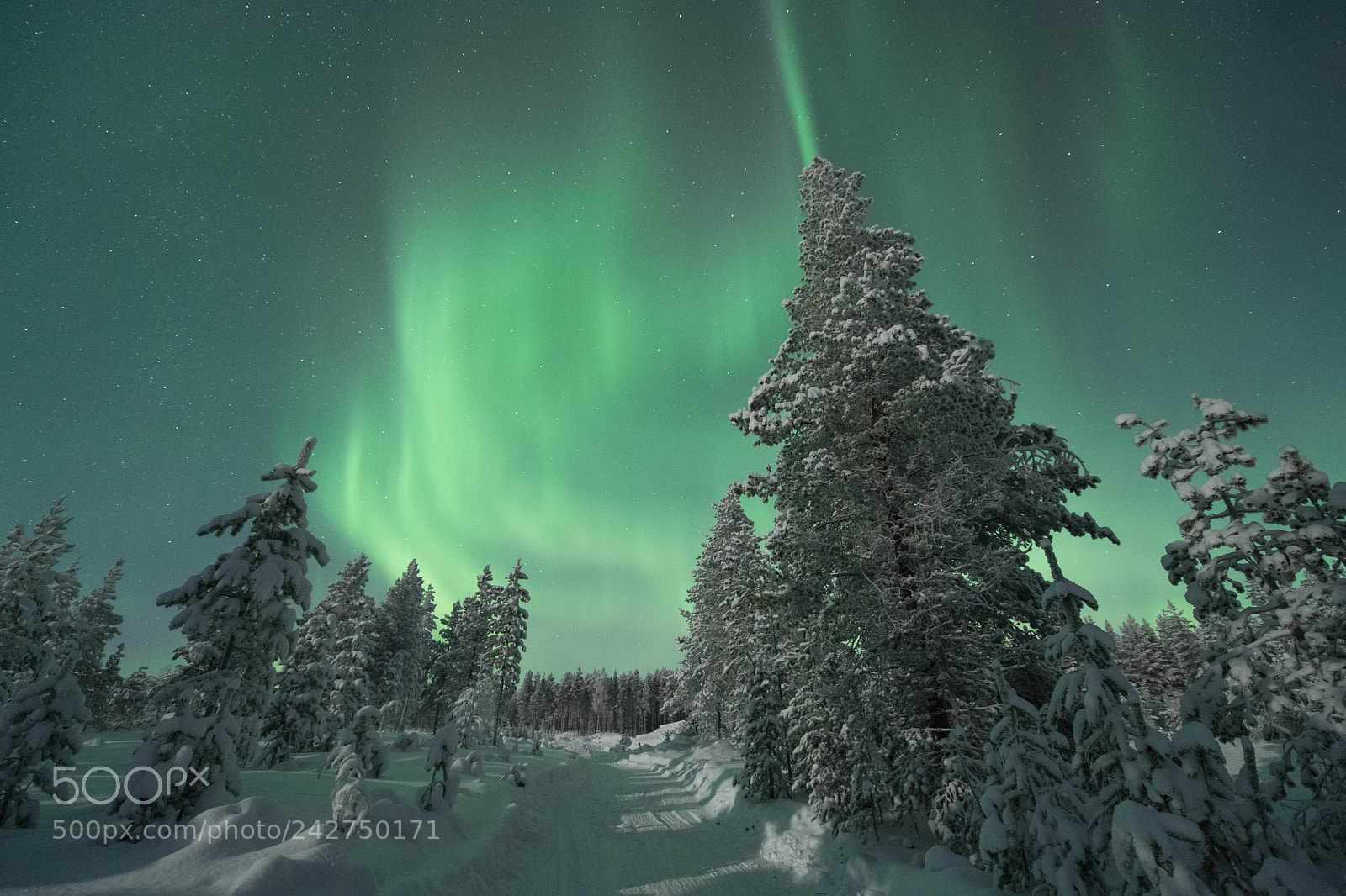 Nikon D5 sample photo. Lapland photography