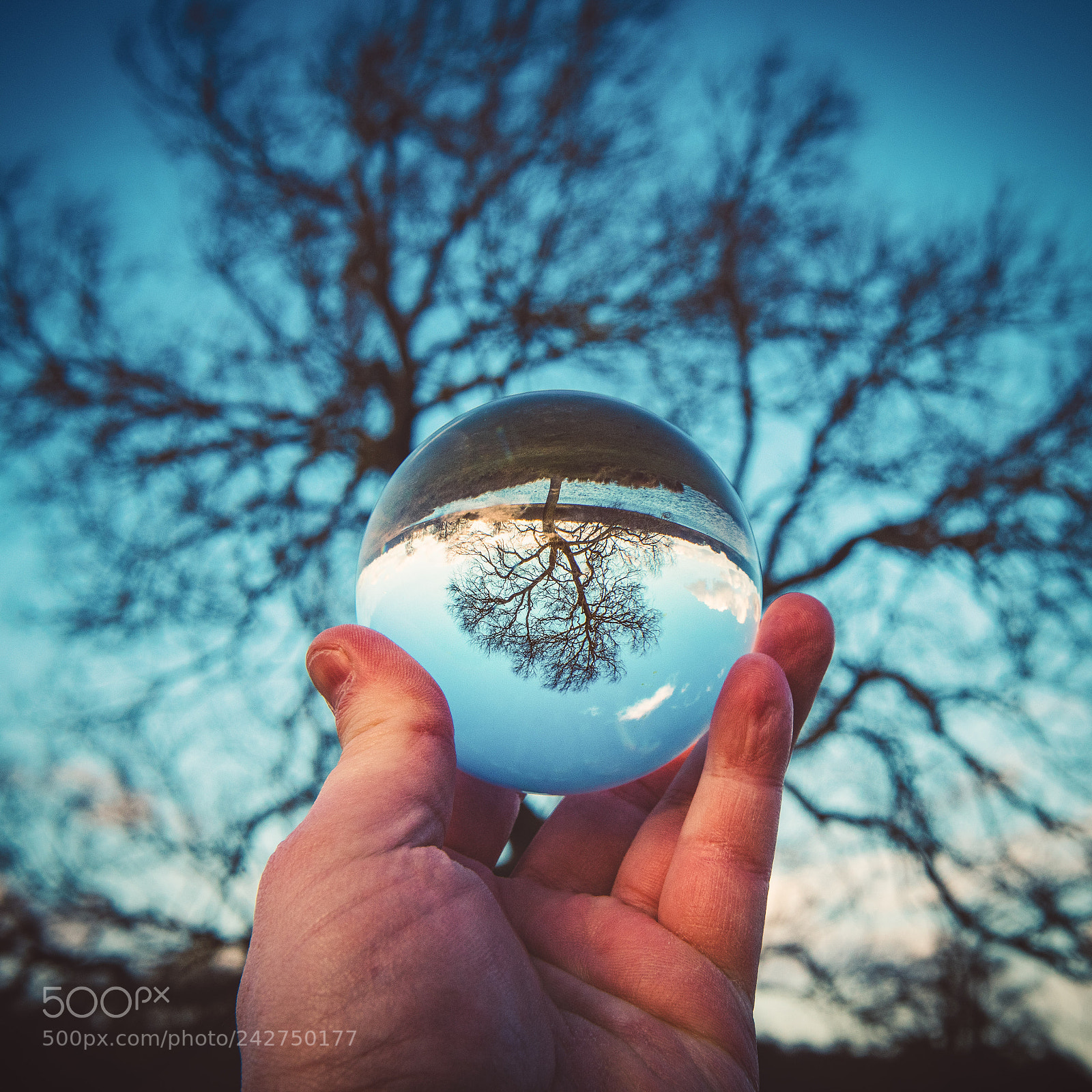 Nikon D810 sample photo. Glass tree photography
