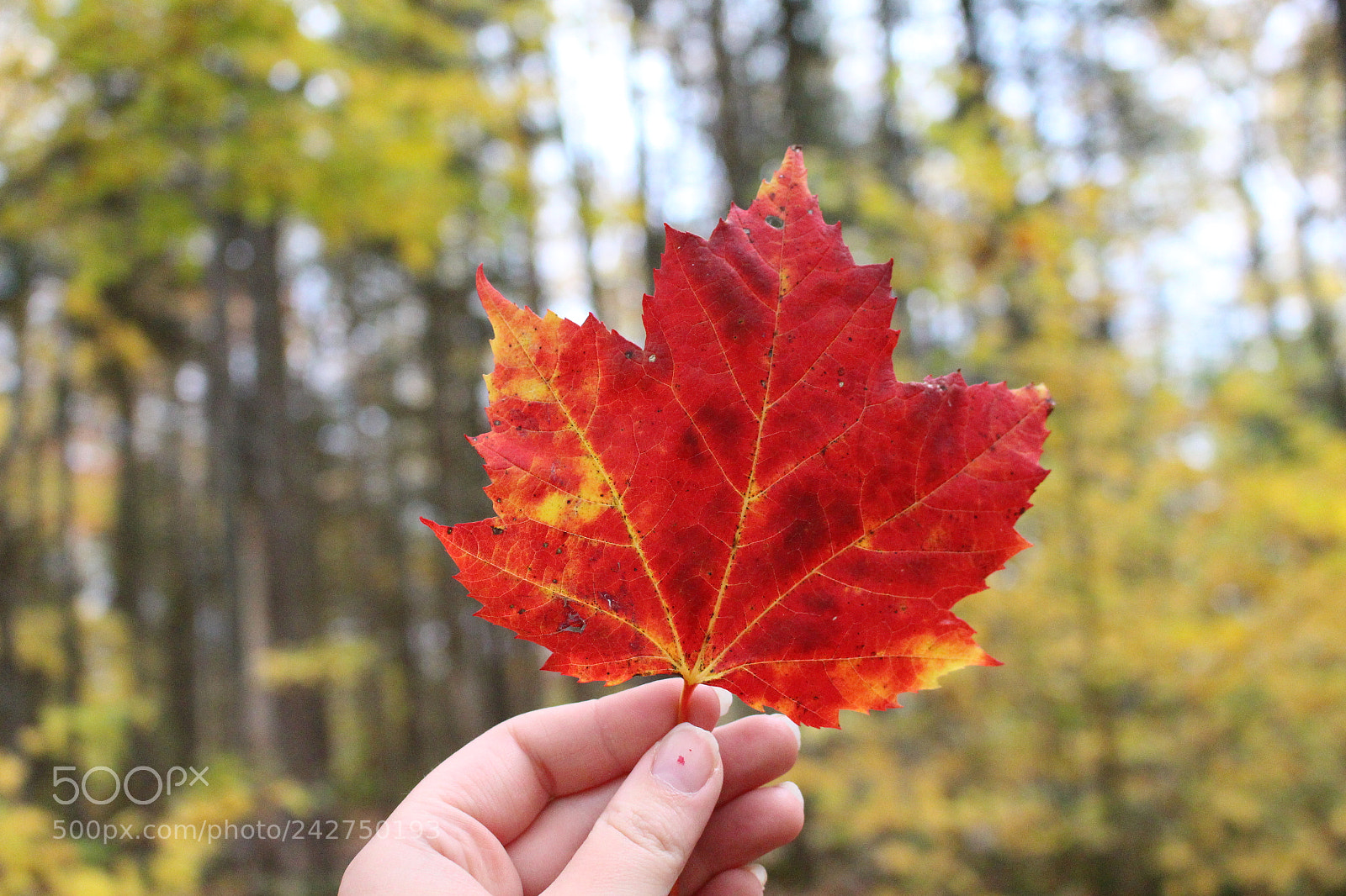 Canon EOS 700D (EOS Rebel T5i / EOS Kiss X7i) sample photo. Standing out photography