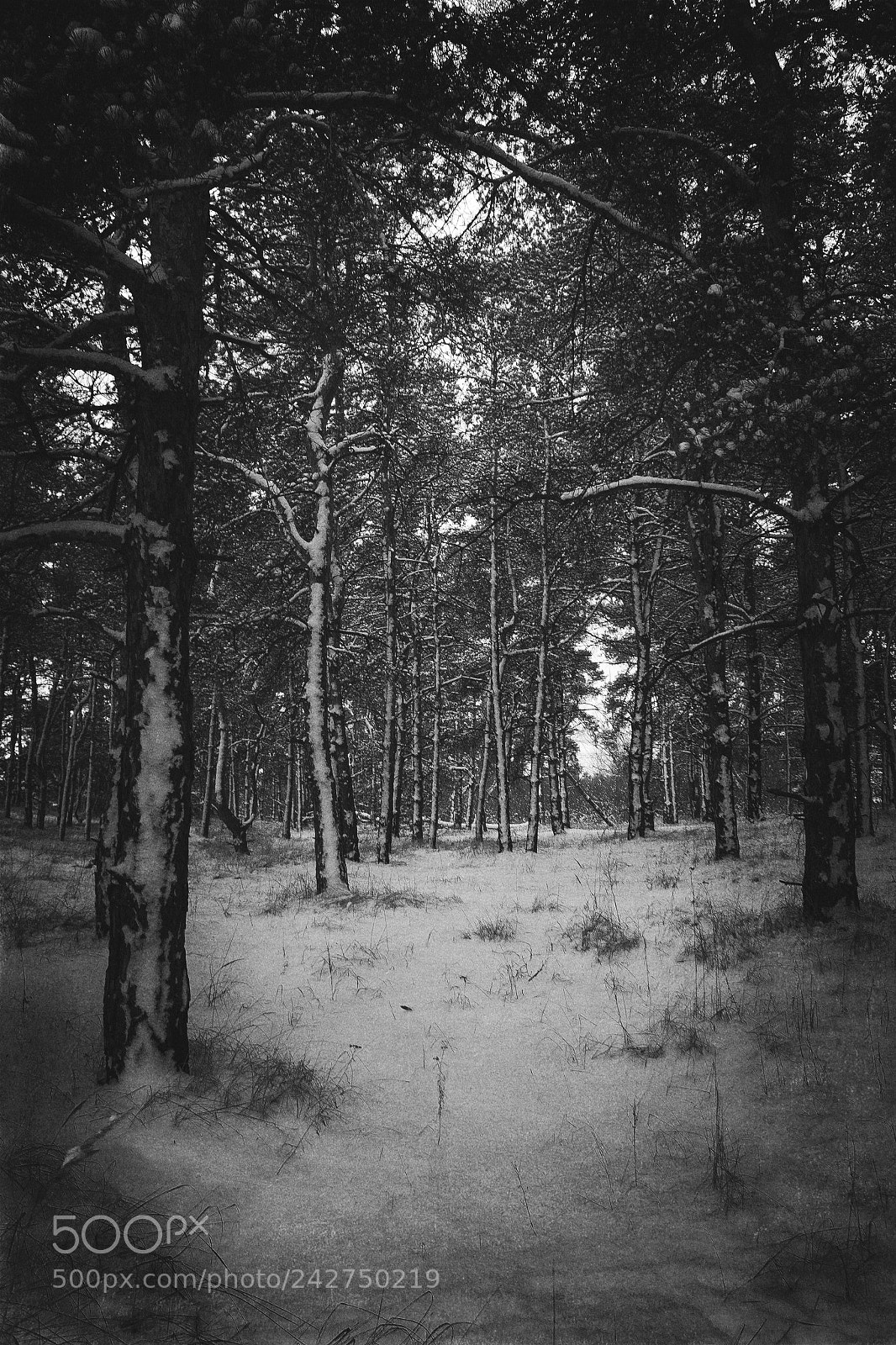 Canon EOS 60D sample photo. Darkwod winter photography
