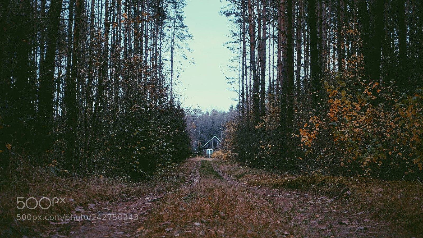 Fujifilm X-A1 sample photo. Hut in forest photography