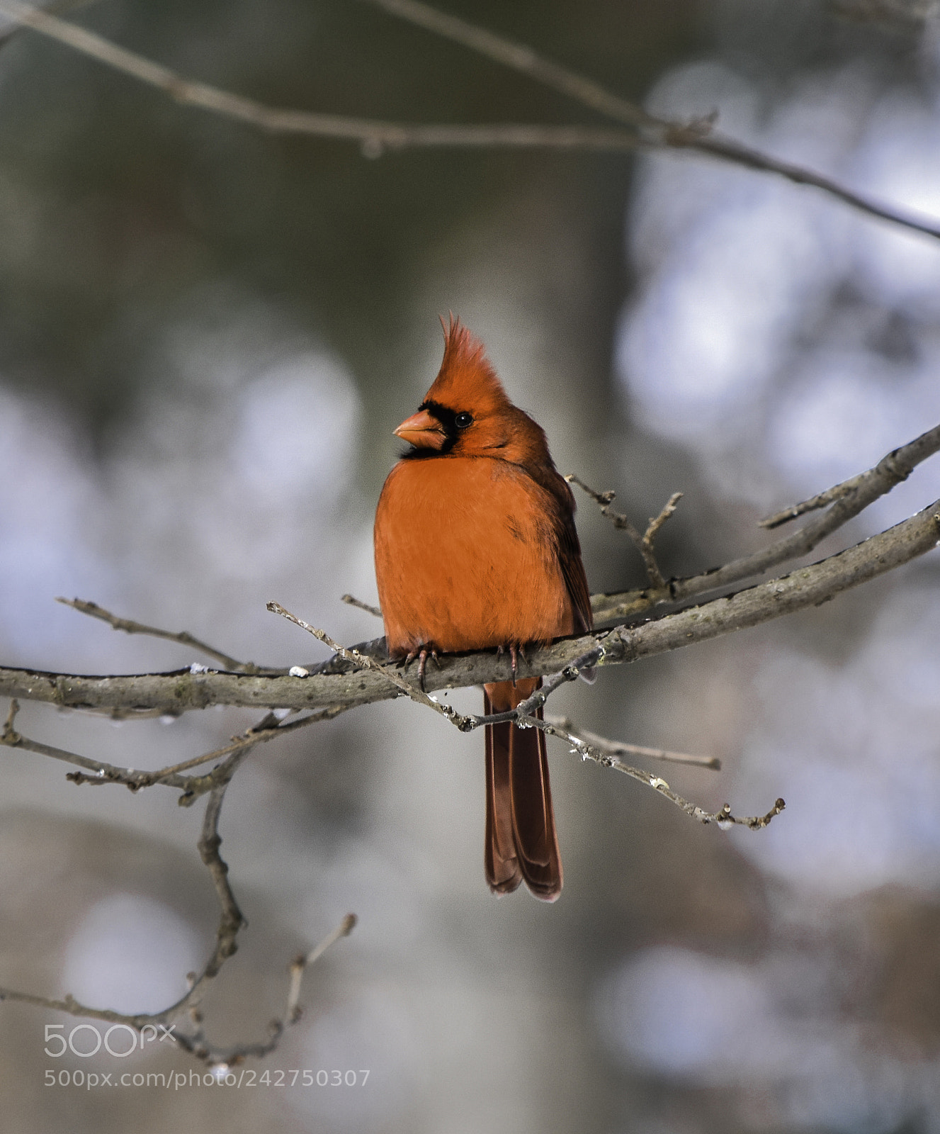 Nikon D5500 sample photo. Cardinal photography