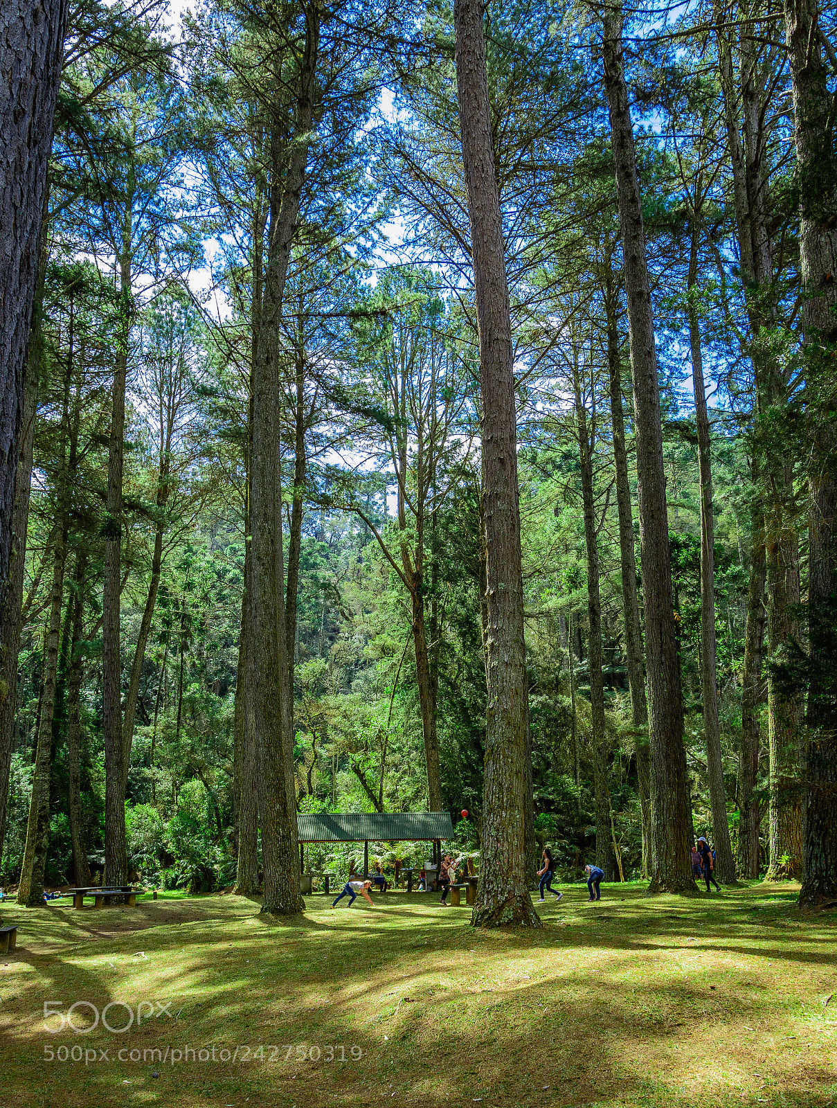 Nikon D7100 sample photo. Trecking at horto florestal photography