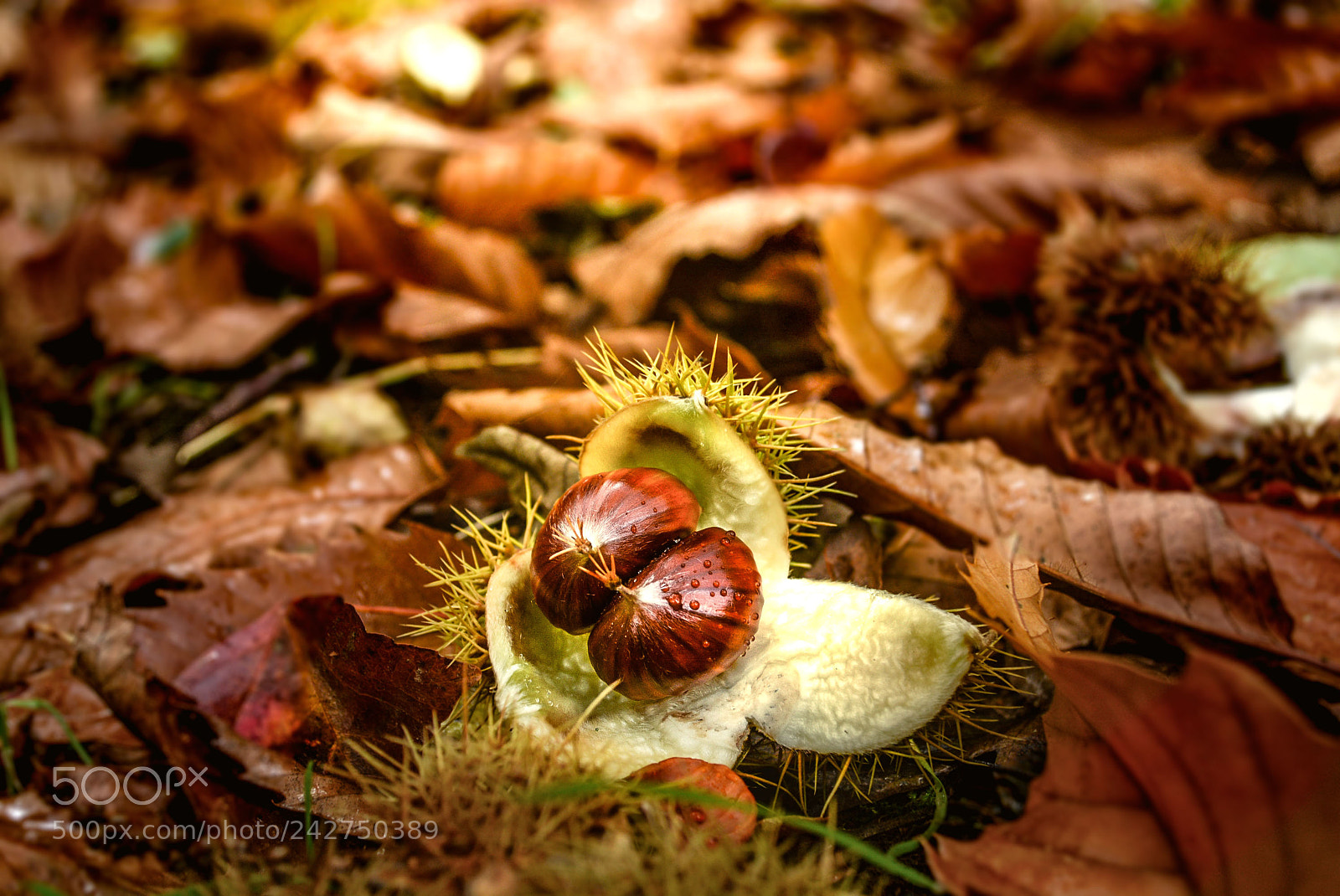 Nikon D7100 sample photo. Untitled photography