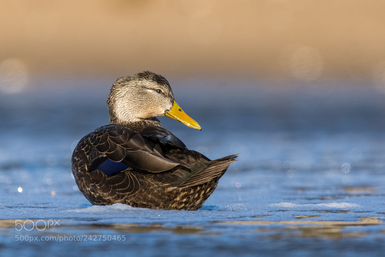 Nikon D7200 sample photo. American black duck photography