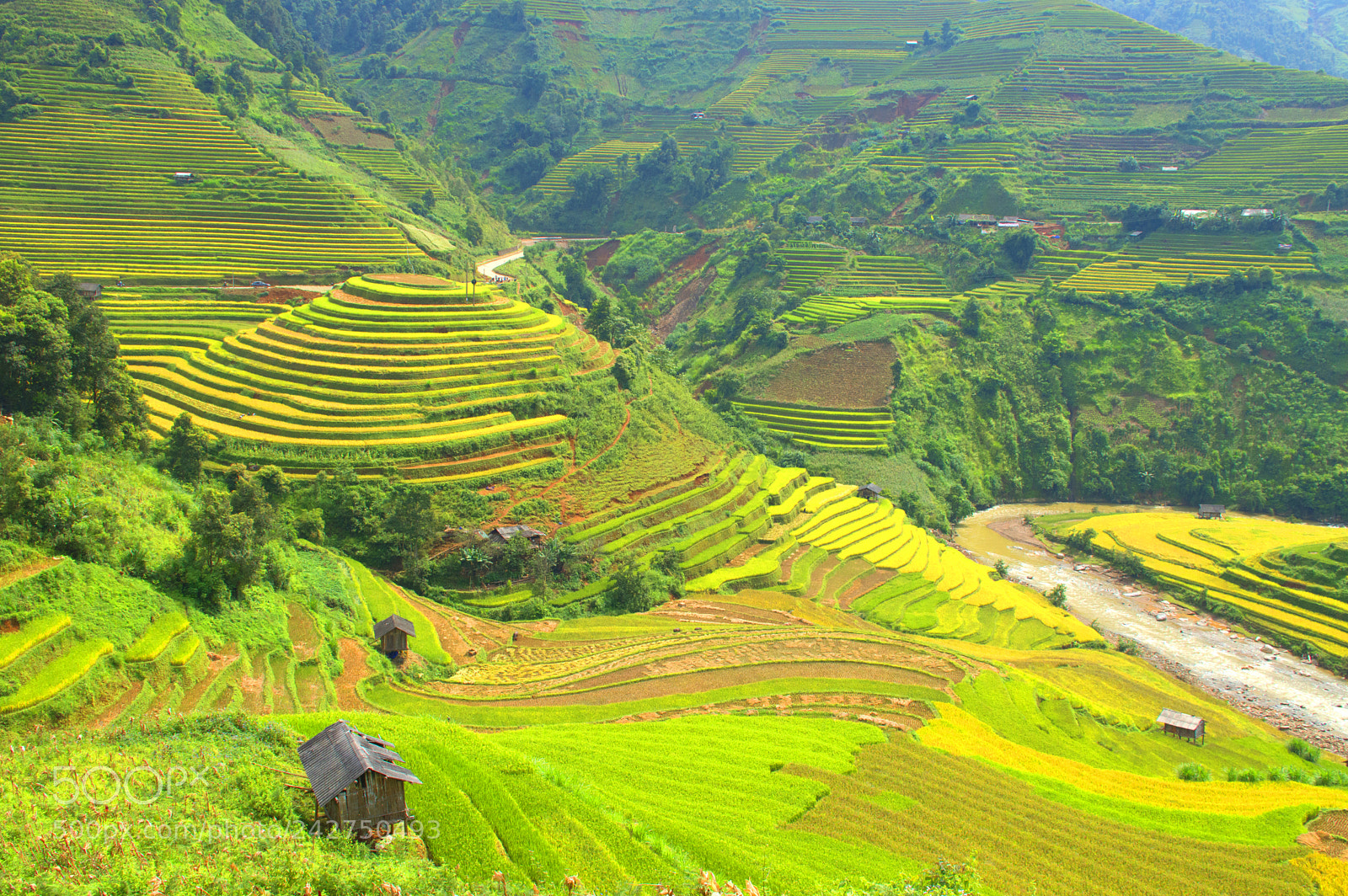 Nikon D3200 sample photo. Rice fields in m photography