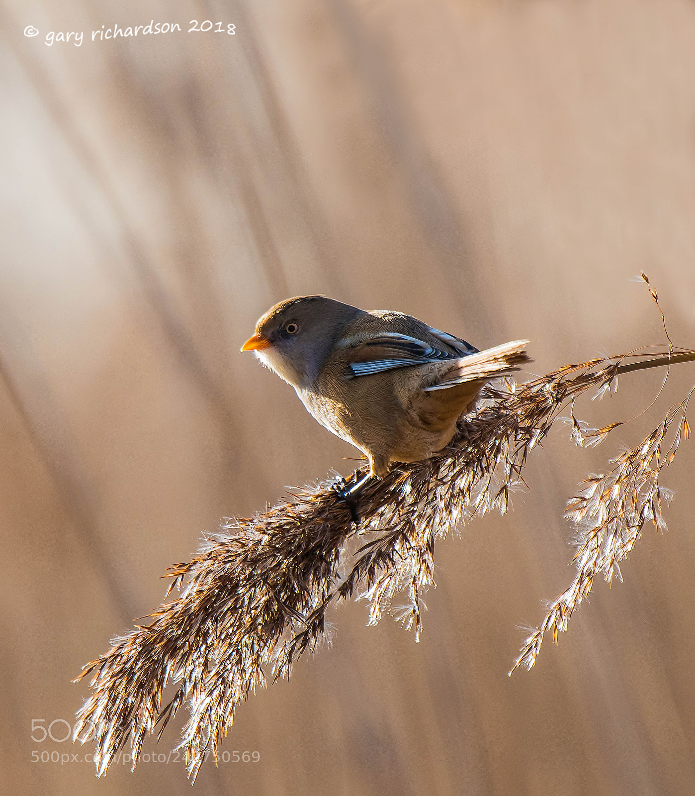 Nikon D500 sample photo. Bearded tit photography