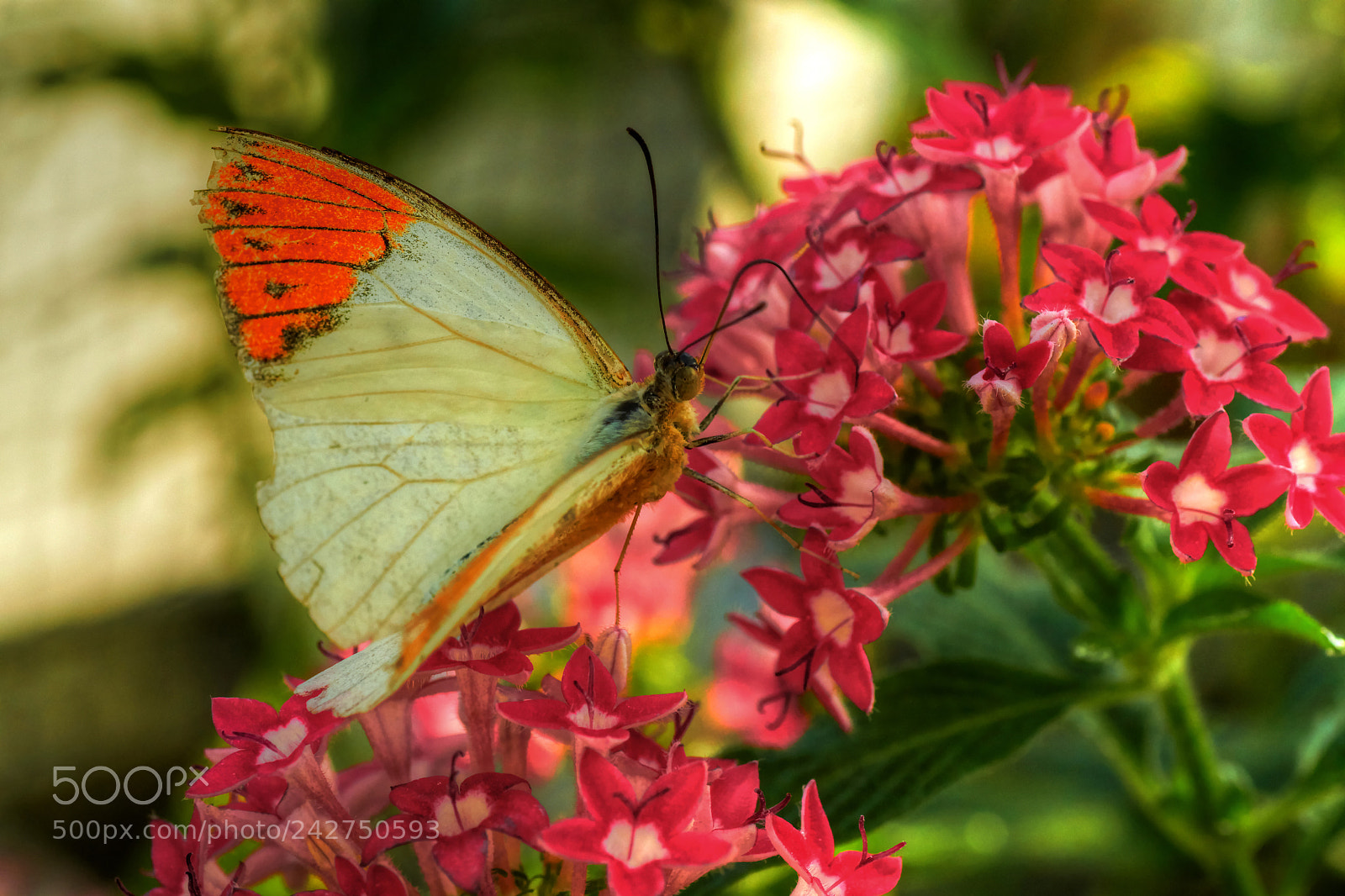 Sony ILCA-77M2 sample photo. Yummy photography