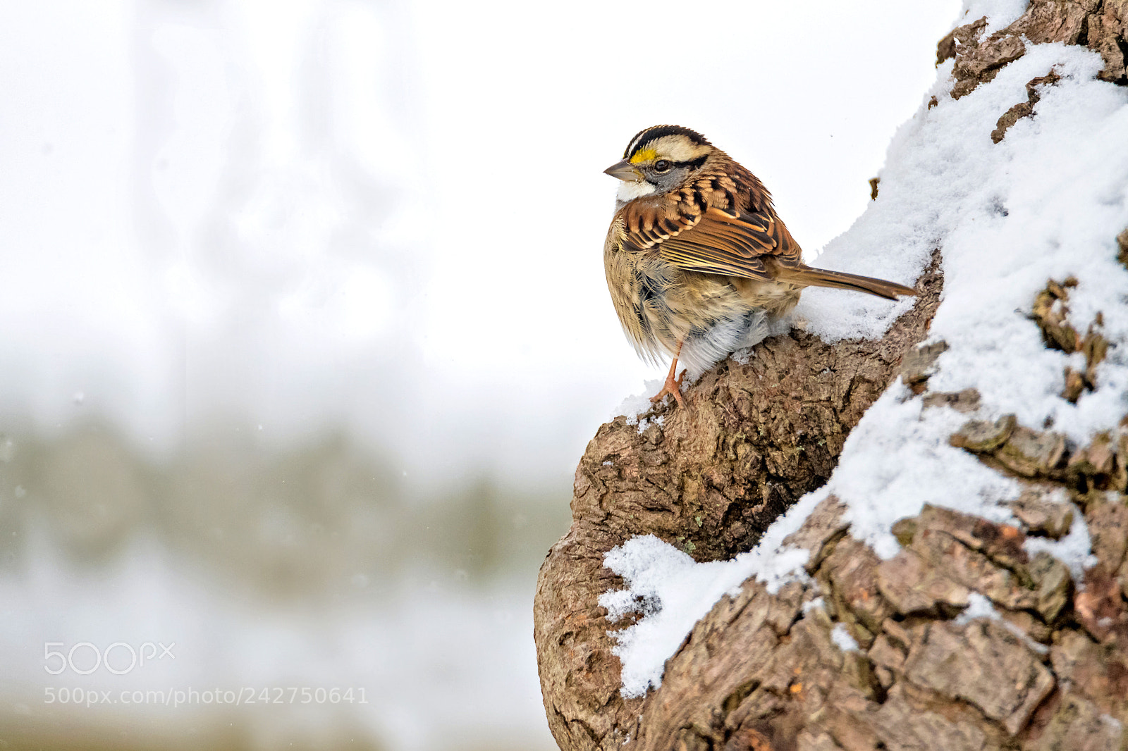 Nikon D850 sample photo. White-throated sparrow photography