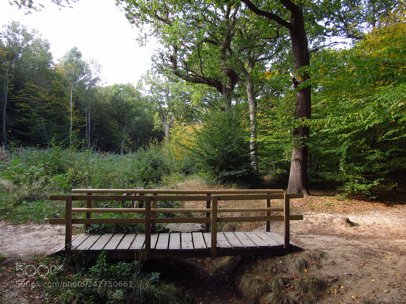 Canon PowerShot SX410 IS sample photo. Hockley woods, essex photography