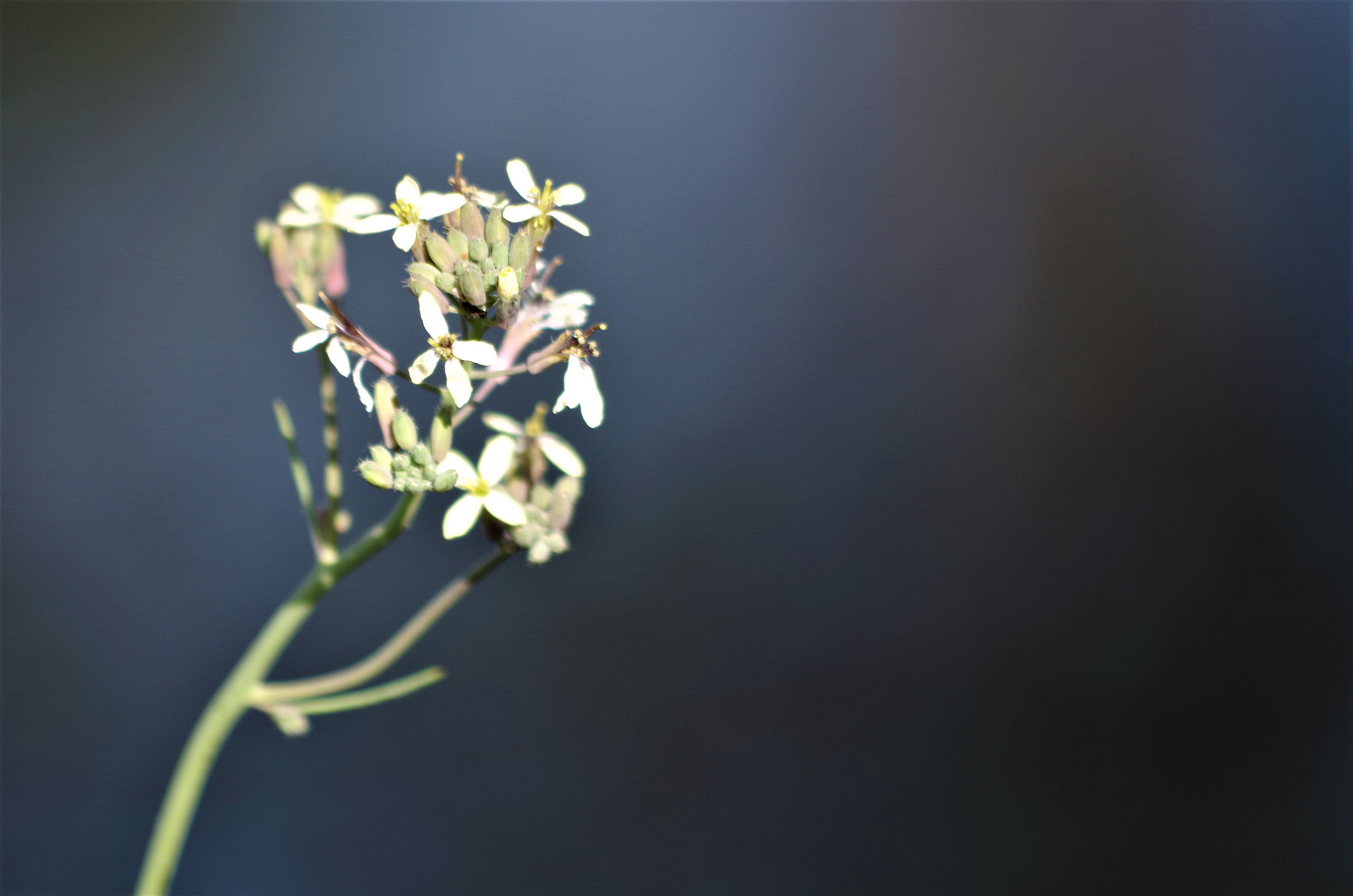 Pentax K-50 + HD Pentax DA 55-300mm F4.0-5.8 ED WR sample photo. Slow start photography