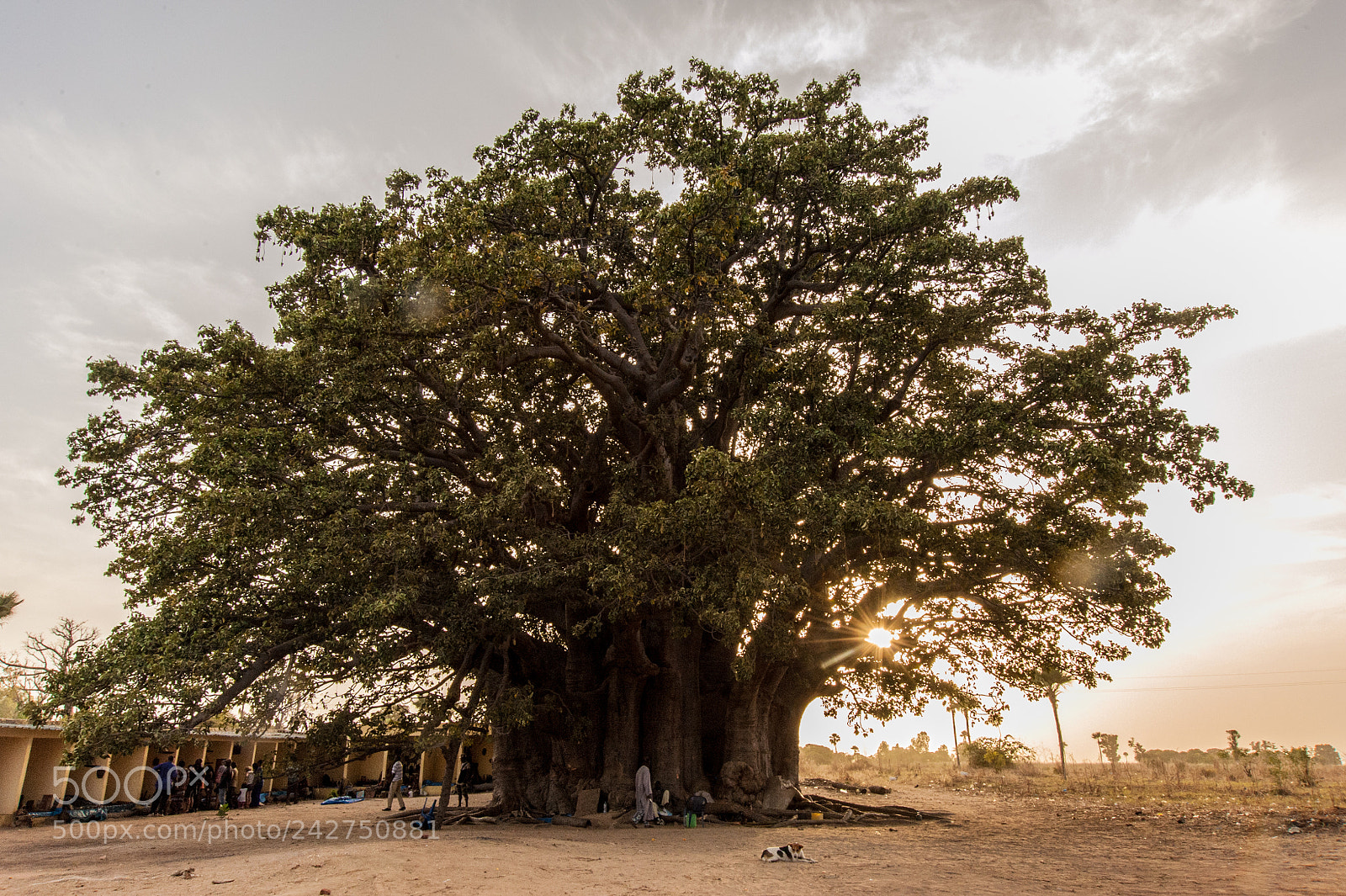 Nikon D700 sample photo. Senegal photography