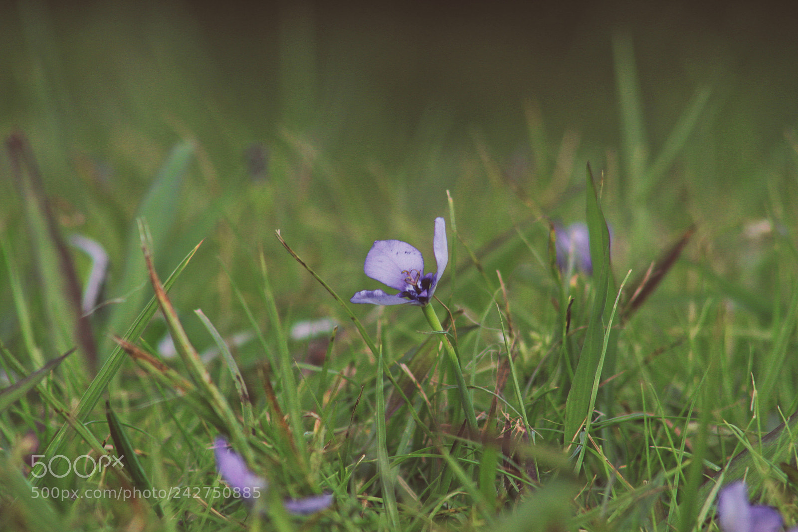Canon EOS 50D sample photo. Violet world photography