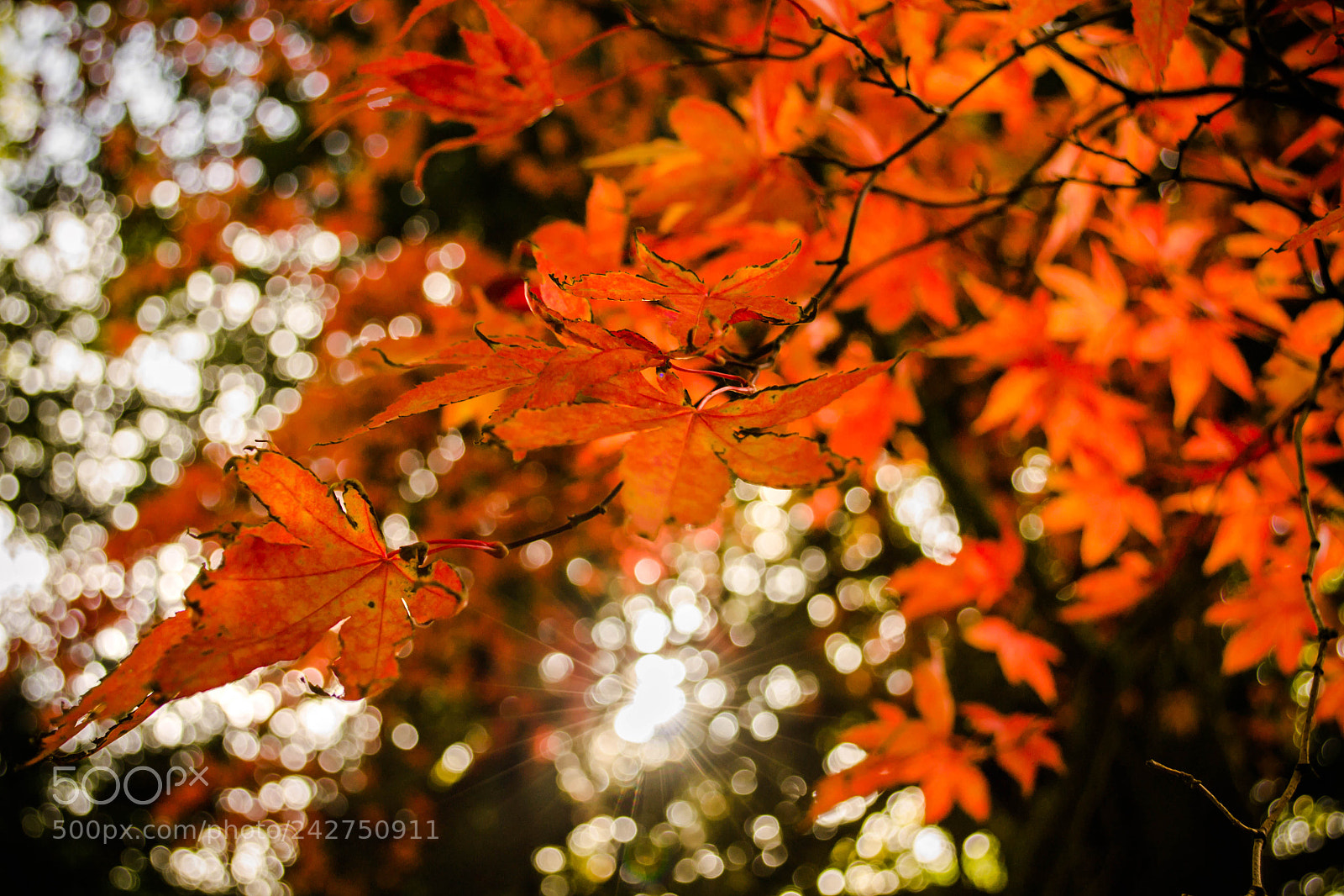 Nikon D3100 sample photo. Untitled photography