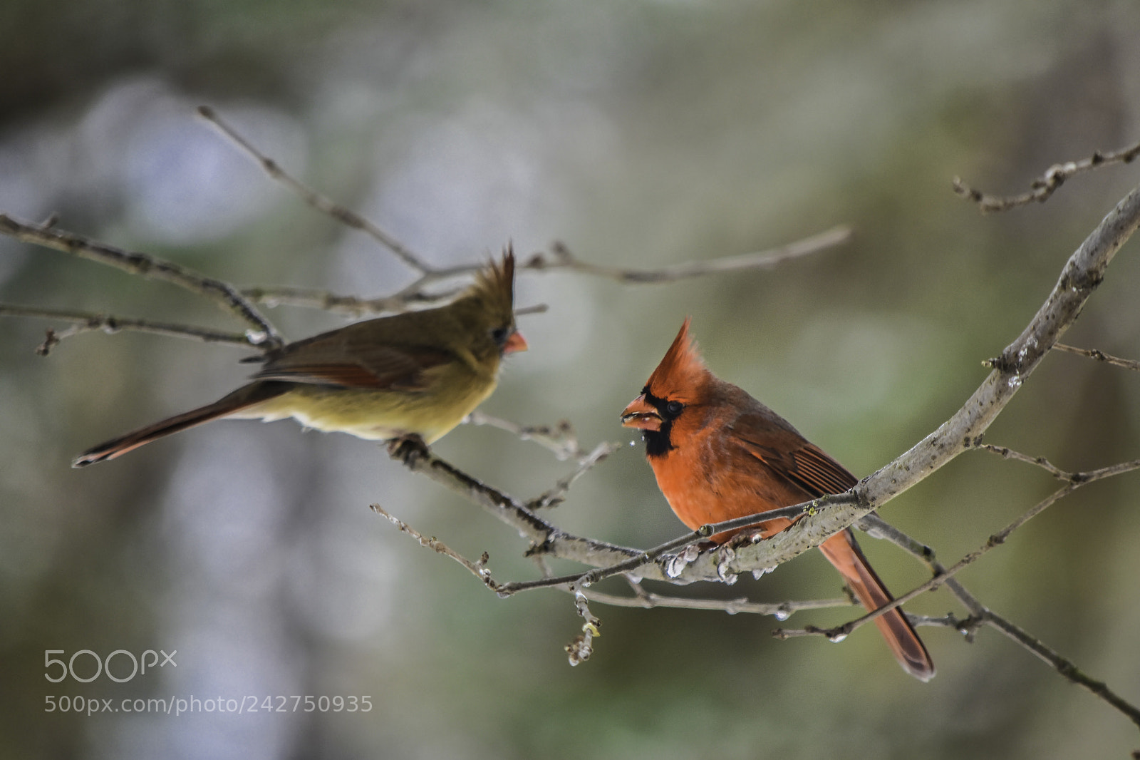 Nikon D5500 sample photo. Cardinals photography