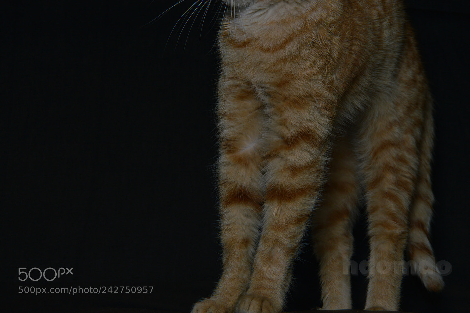 Nikon D3200 sample photo. بسس () photography