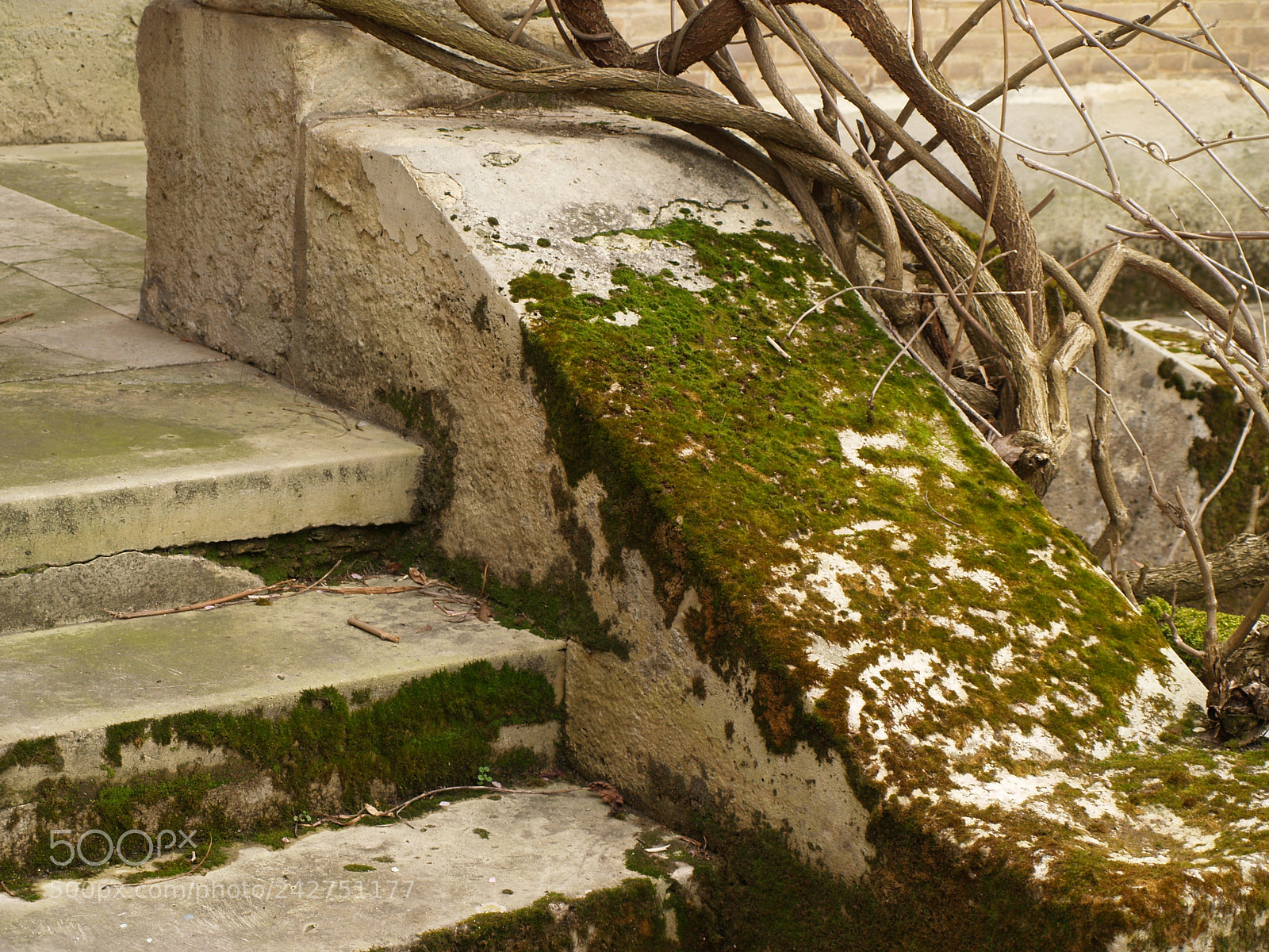 Olympus E-500 (EVOLT E-500) sample photo. Moss photography